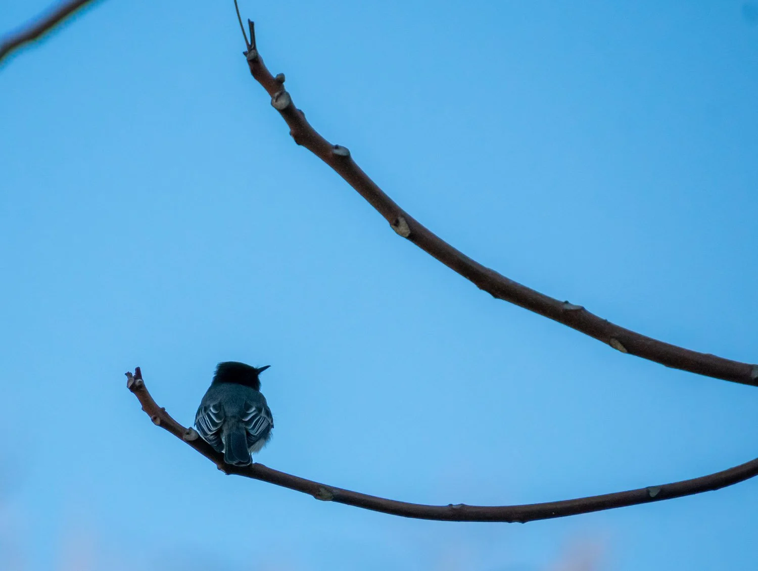 Branch on the Brain
-Ian