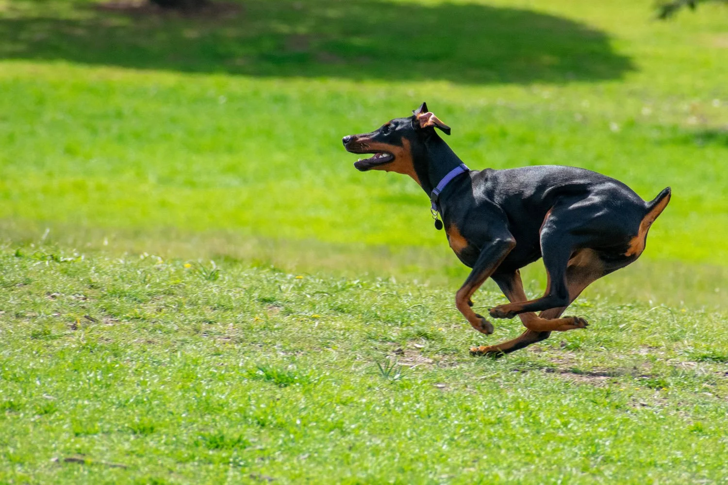 Floating Ball of Dog
-Ian