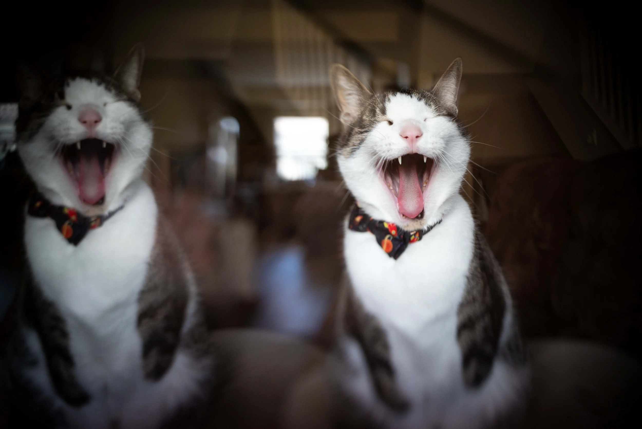 Double Cat Laugh
-Ian