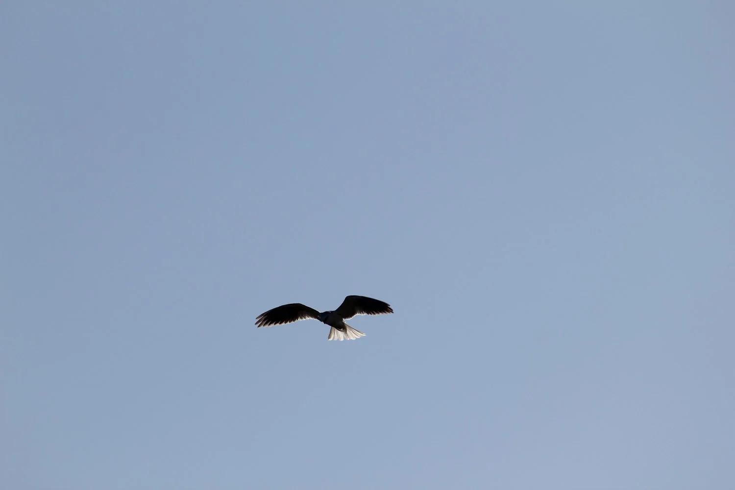 Stalking Hawk
-Jim