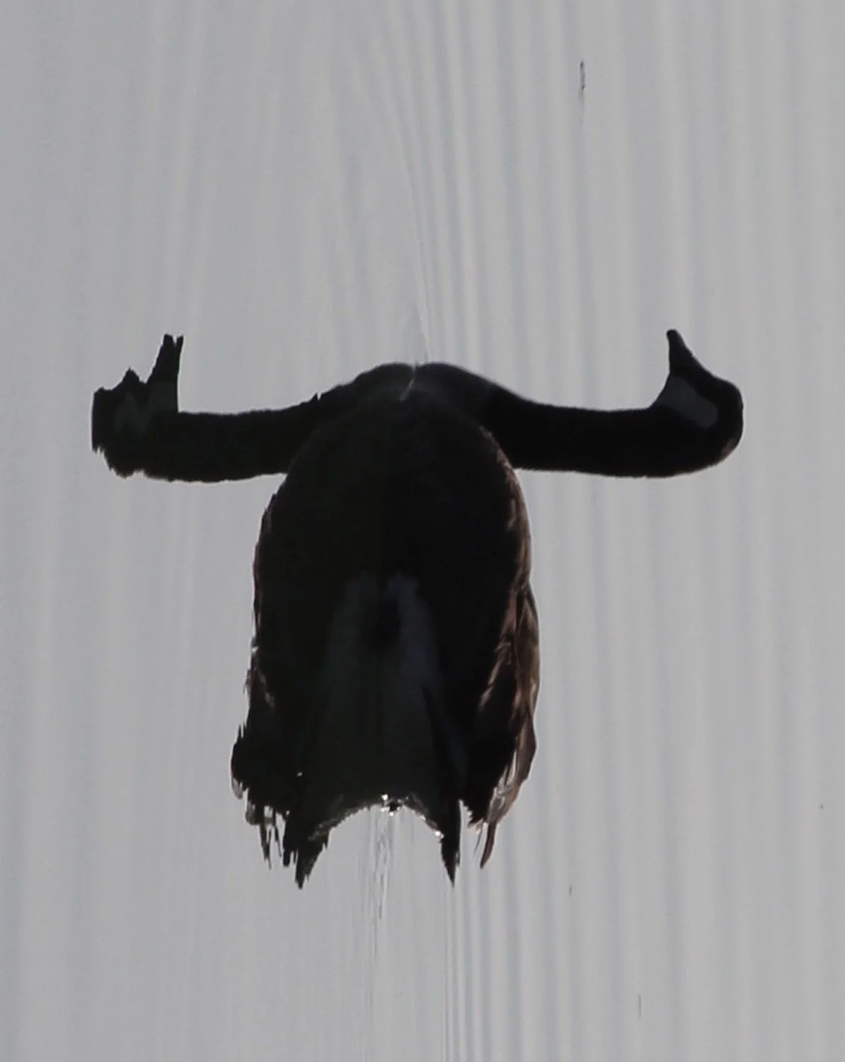 Moose Goose
-Jim