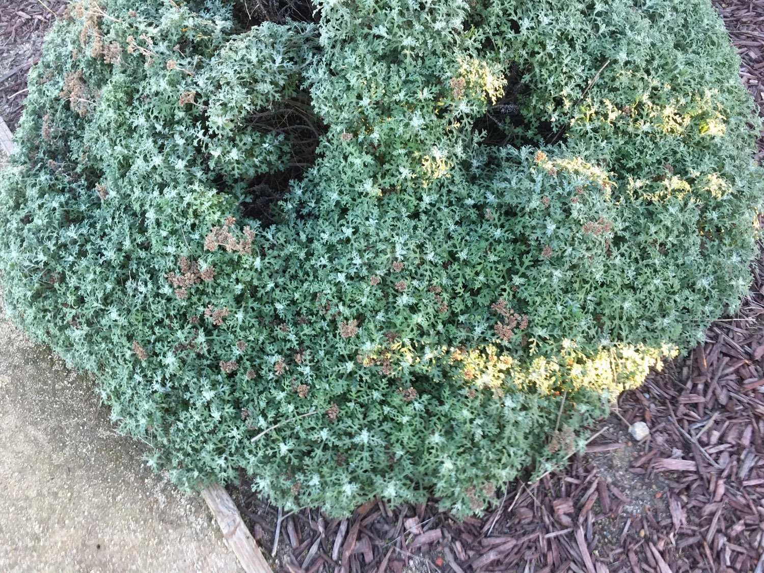 Peek-a-Bush
