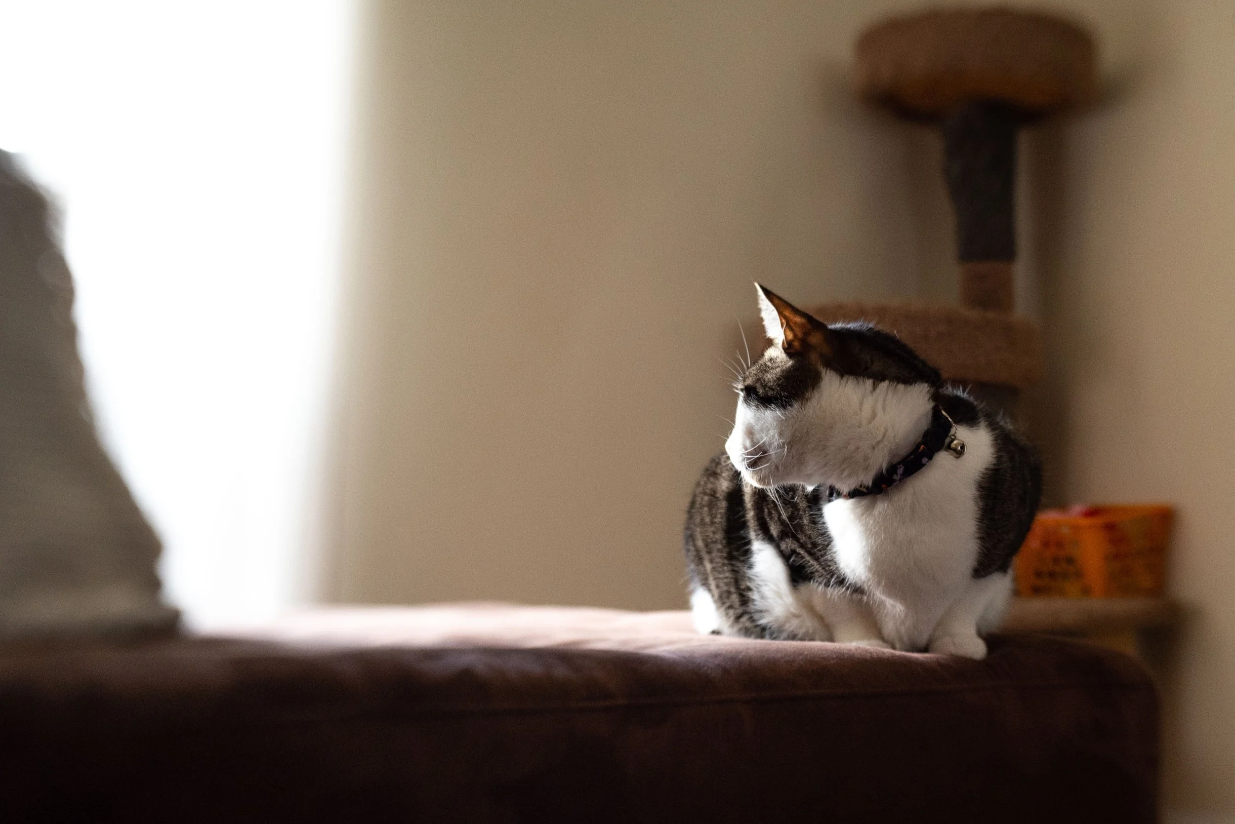 Oz in the Light
-Ian