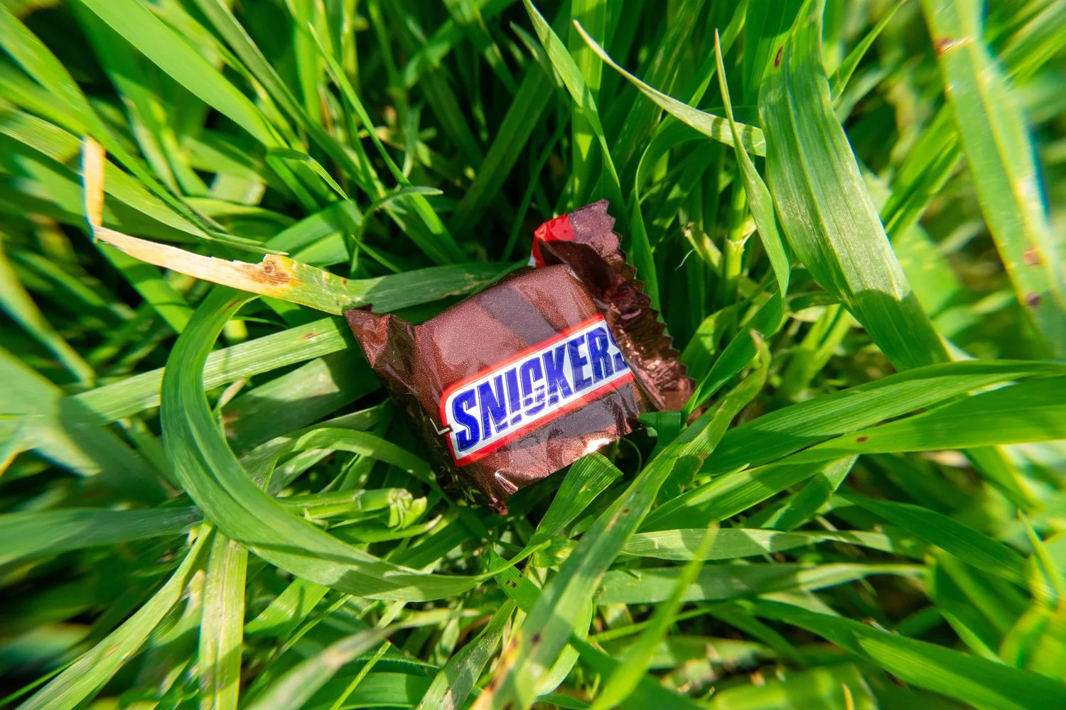 There's a Snick in the Grass
-Ian