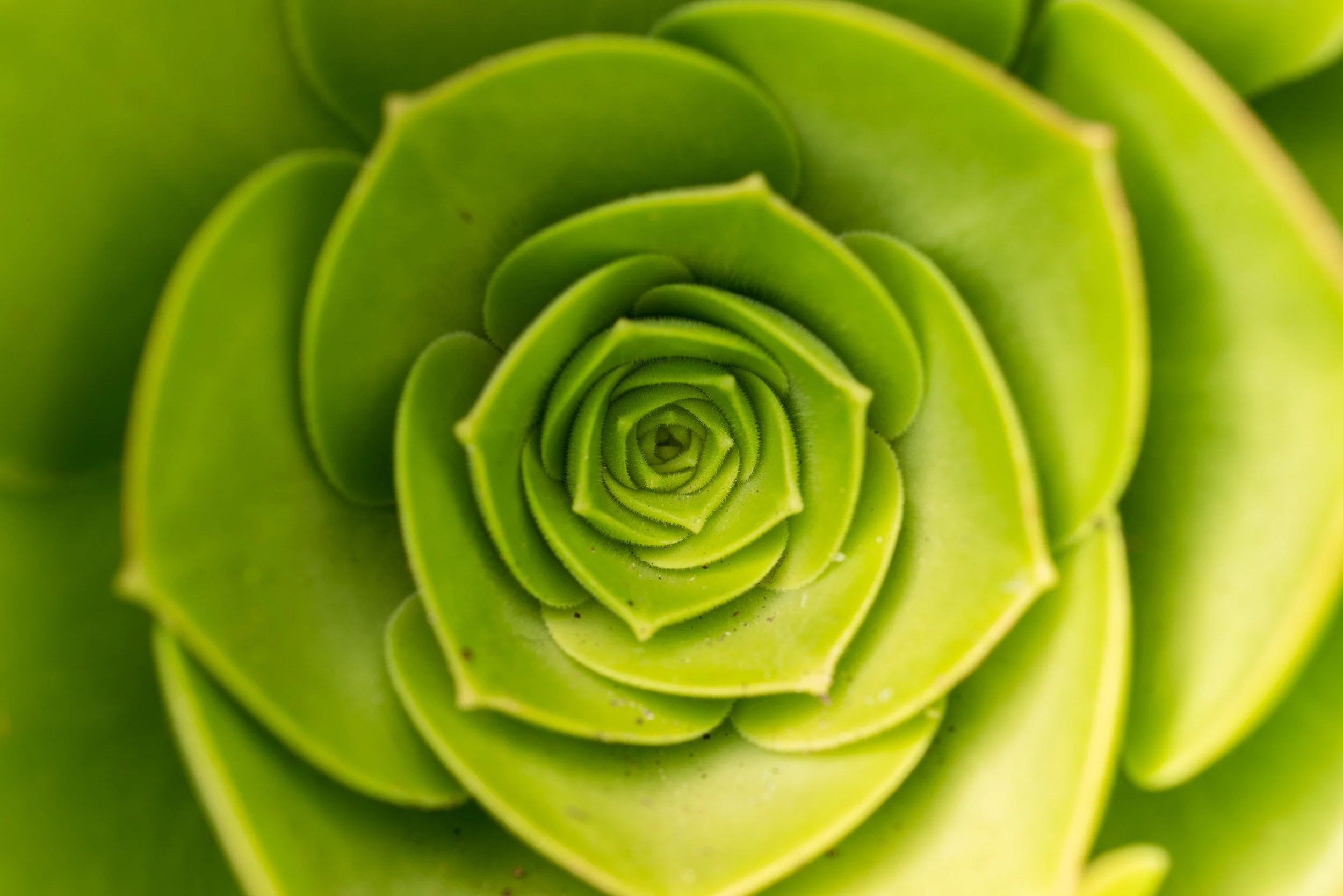 "Two Fibs and a Leaf"
Leica Q2