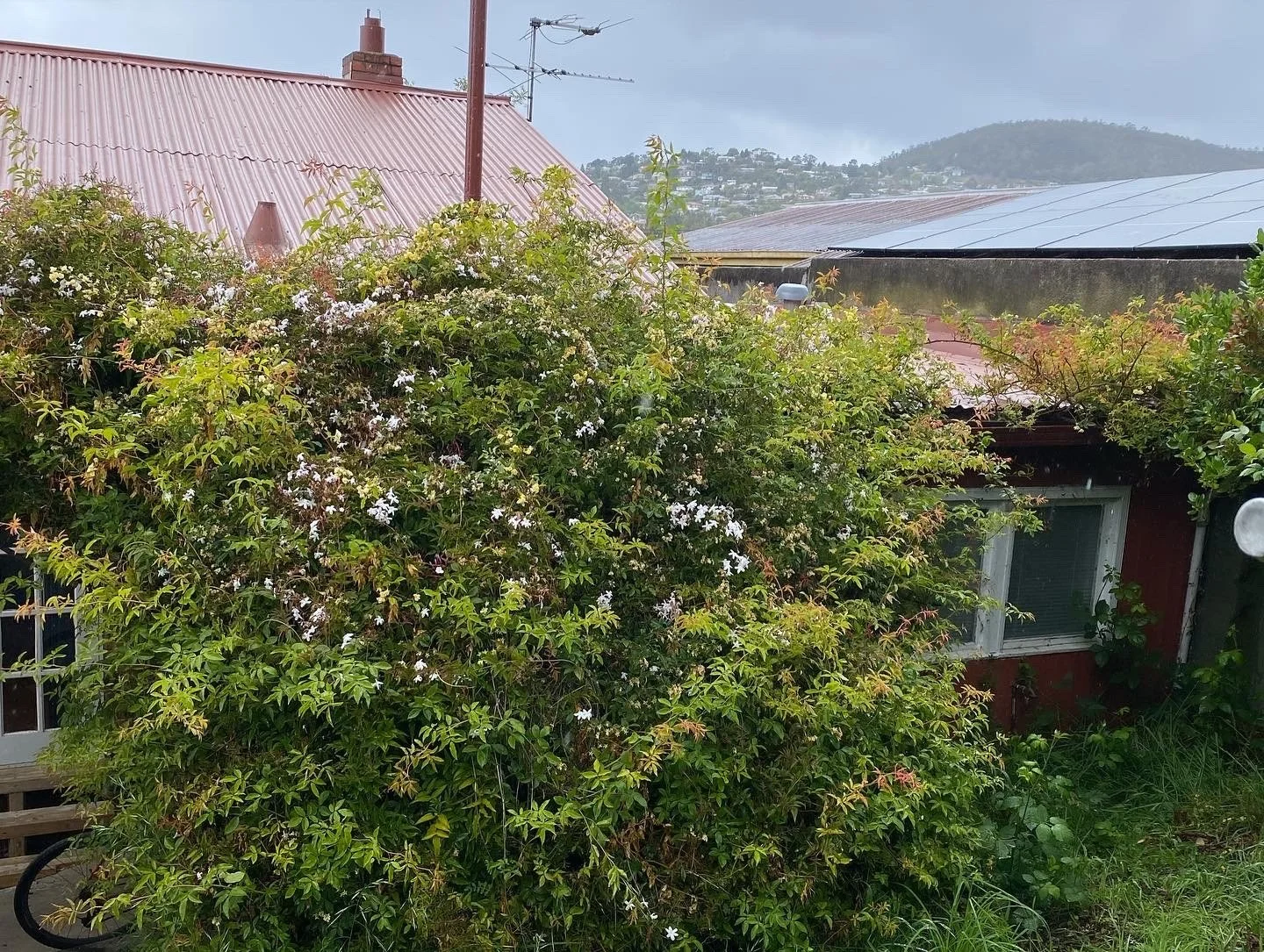 Overgrown bush in front of a red house with a white window, surrounded by green grass and plants, with rooftops and hills in the background under a cloudy sky.