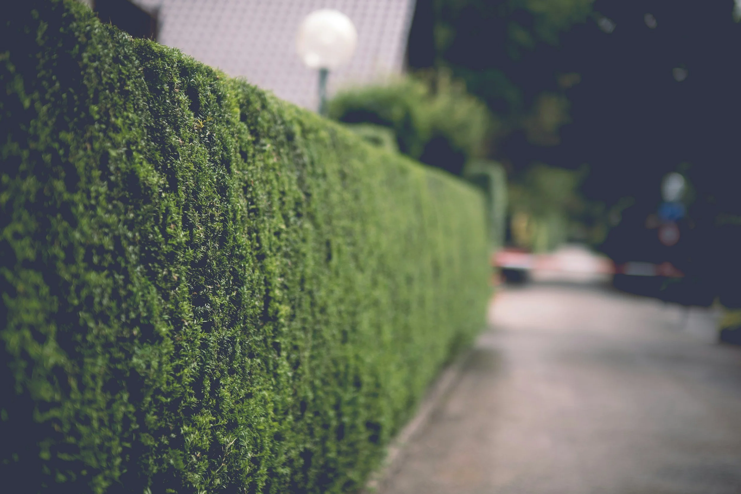Close-up view of a neatly trimmed green hedge on a sidewalk with blurred background of street and cars at night.