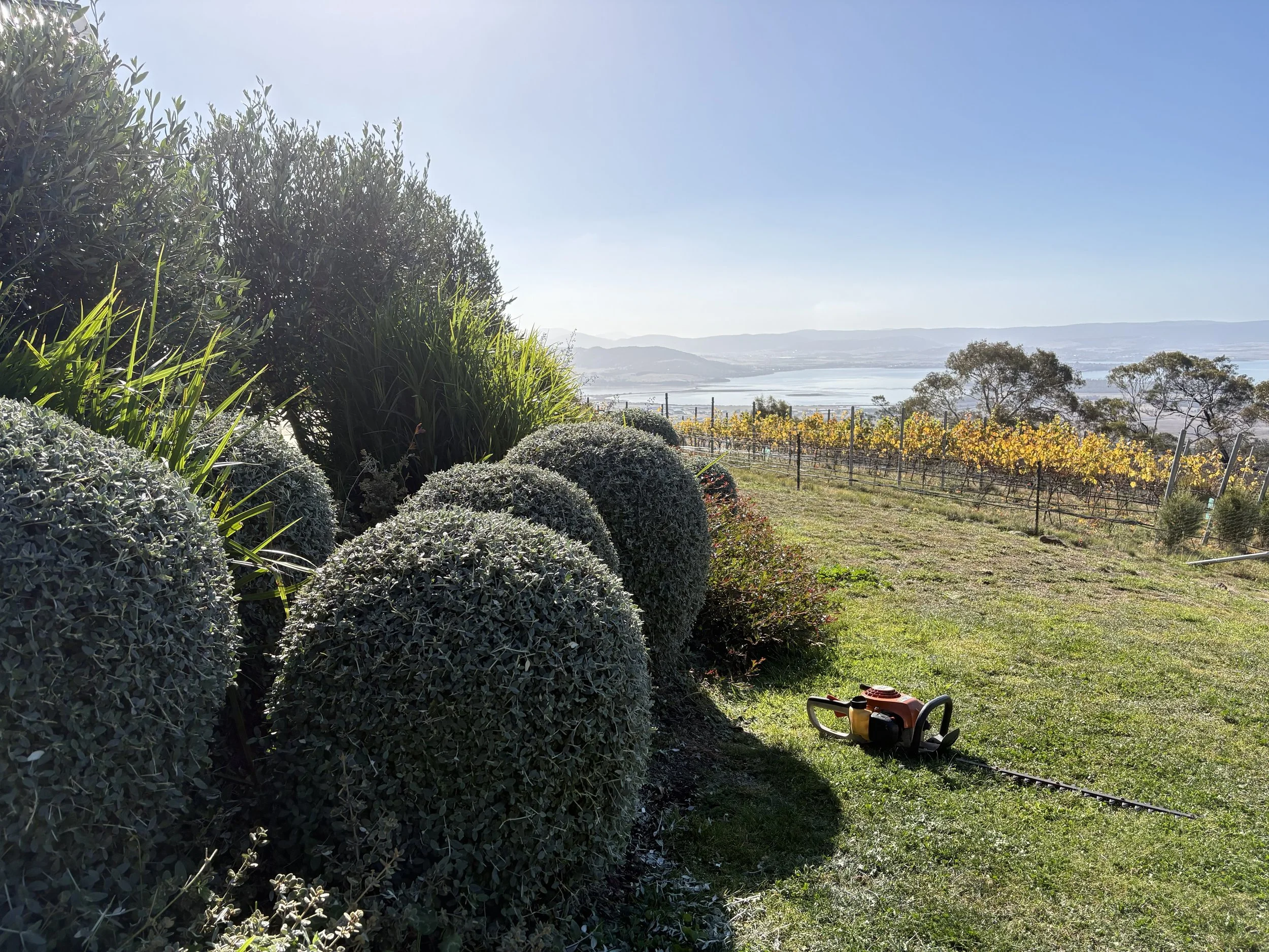 Winter Sun and Cloud-Pruned Hedges