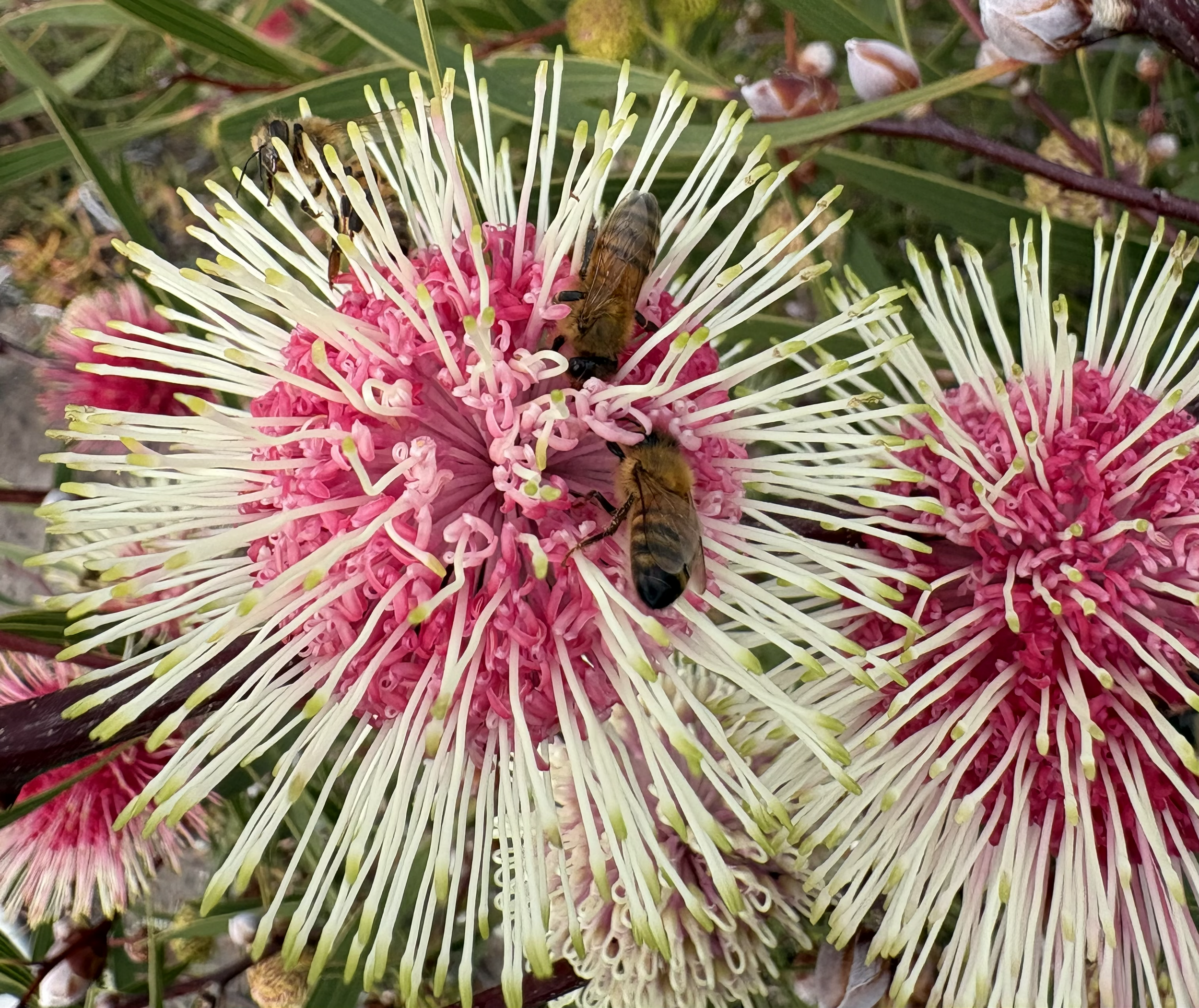 Spring Has Arrived — 5 Top tips for bringing bees to your garden