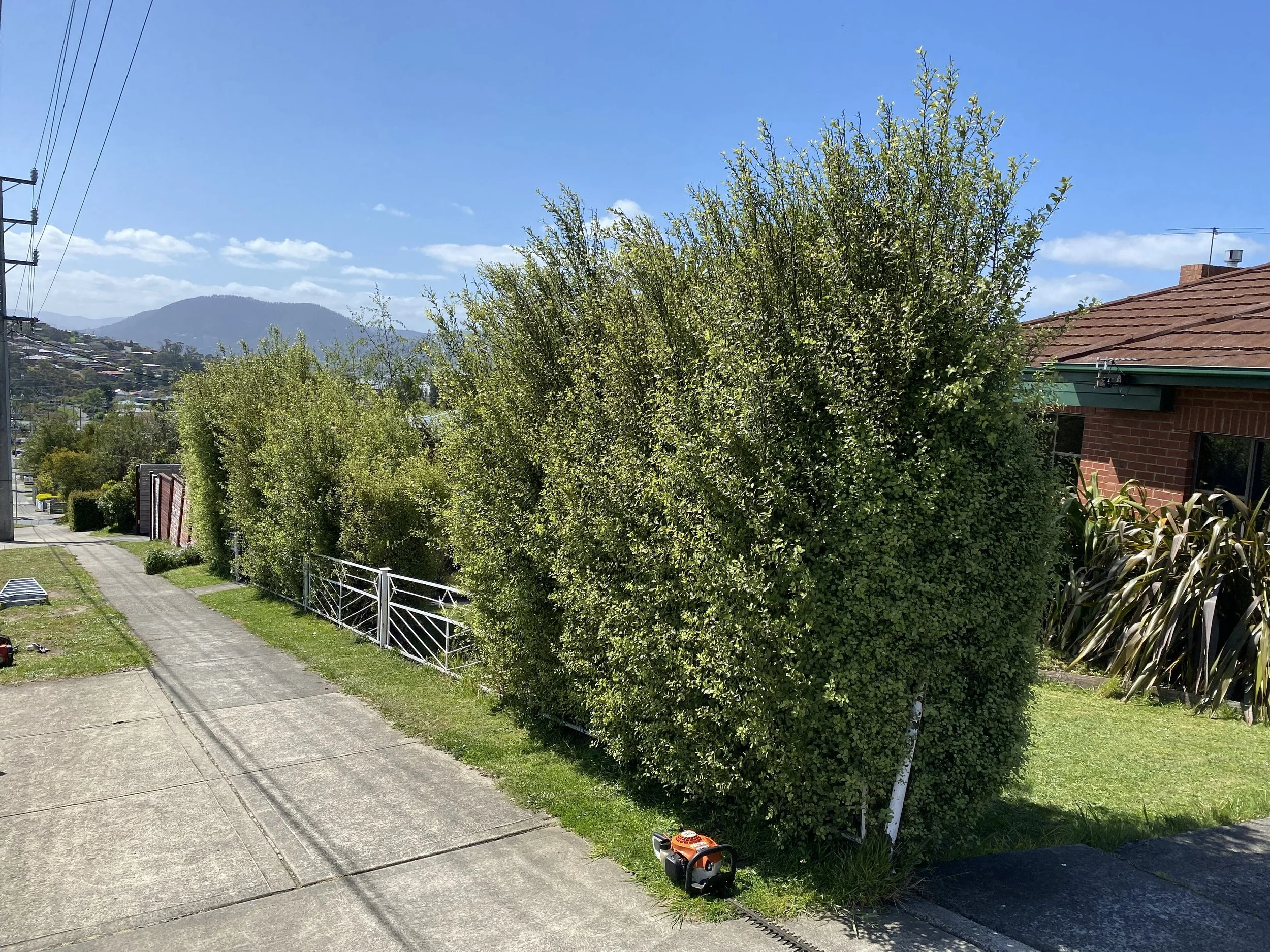 A residential front yard with a sidewalk, green hedge trees, a brick house, and a blue sky with some clouds.
