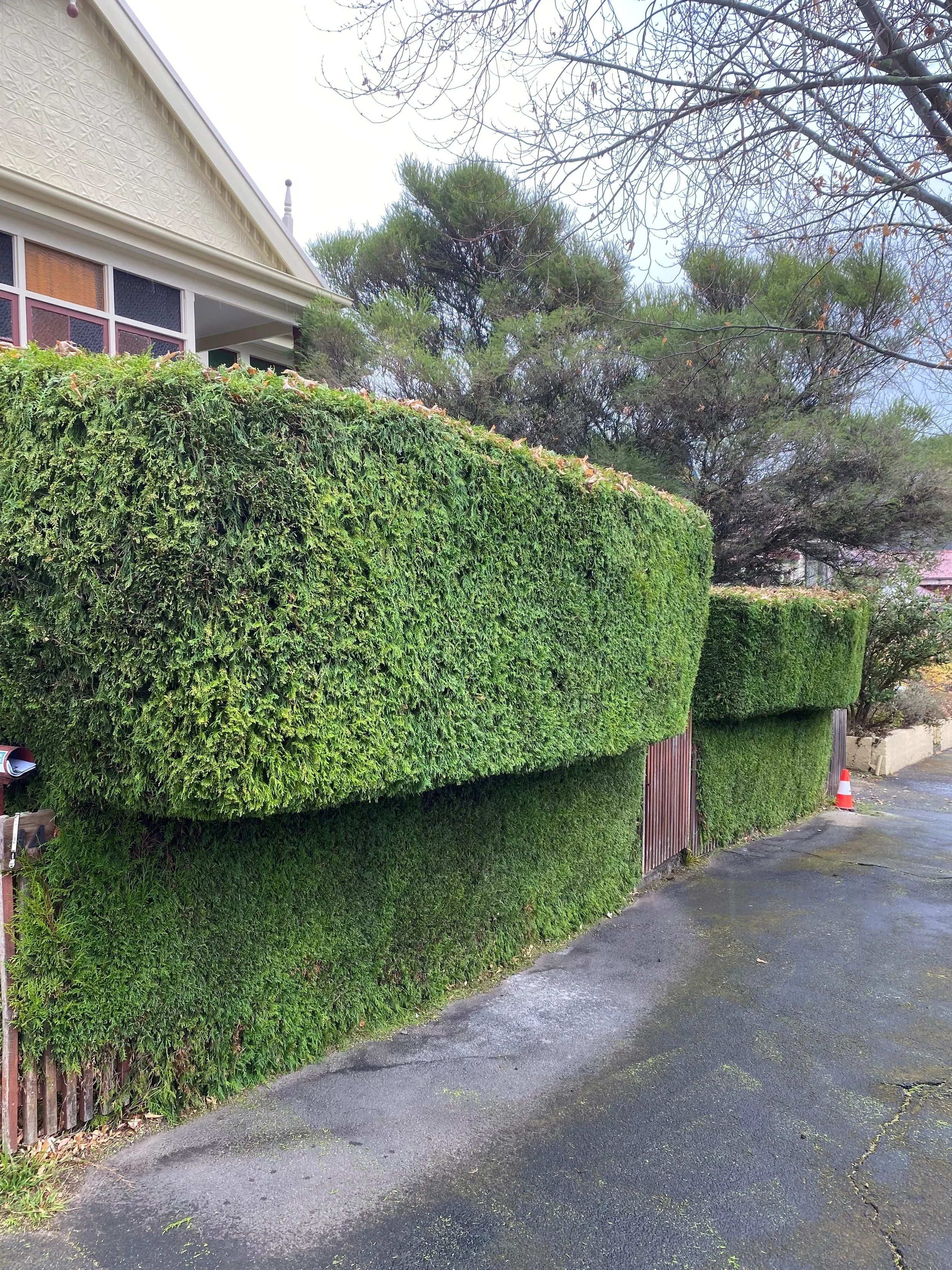 Well-trimmed green hedges along a sidewalk, with a house partially visible in the background, and trees with bare branches overhead.