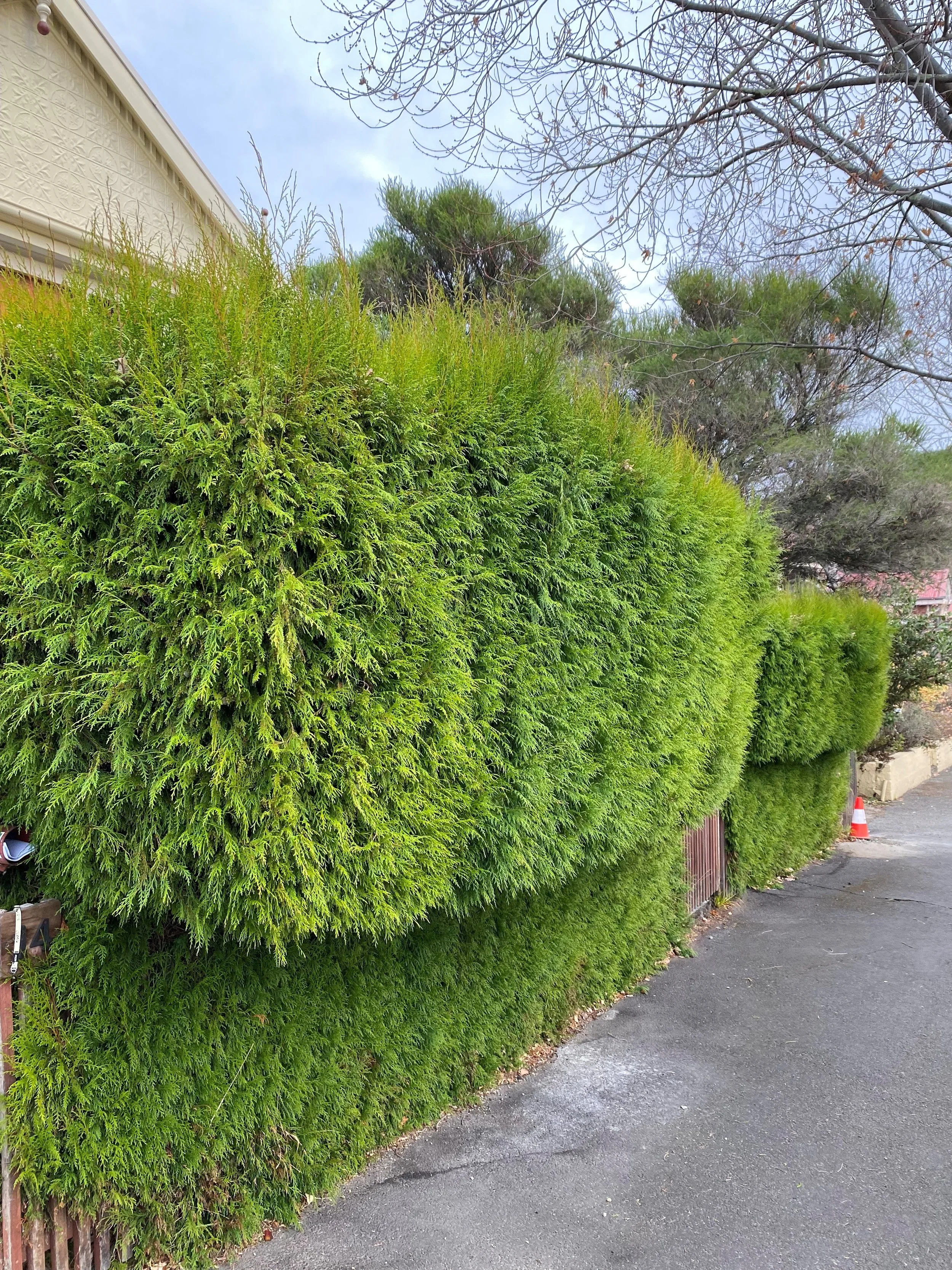 Tall green hedges lining a sidewalk next to a building, with some leafless trees overhead and an orange traffic cone in the distance.
