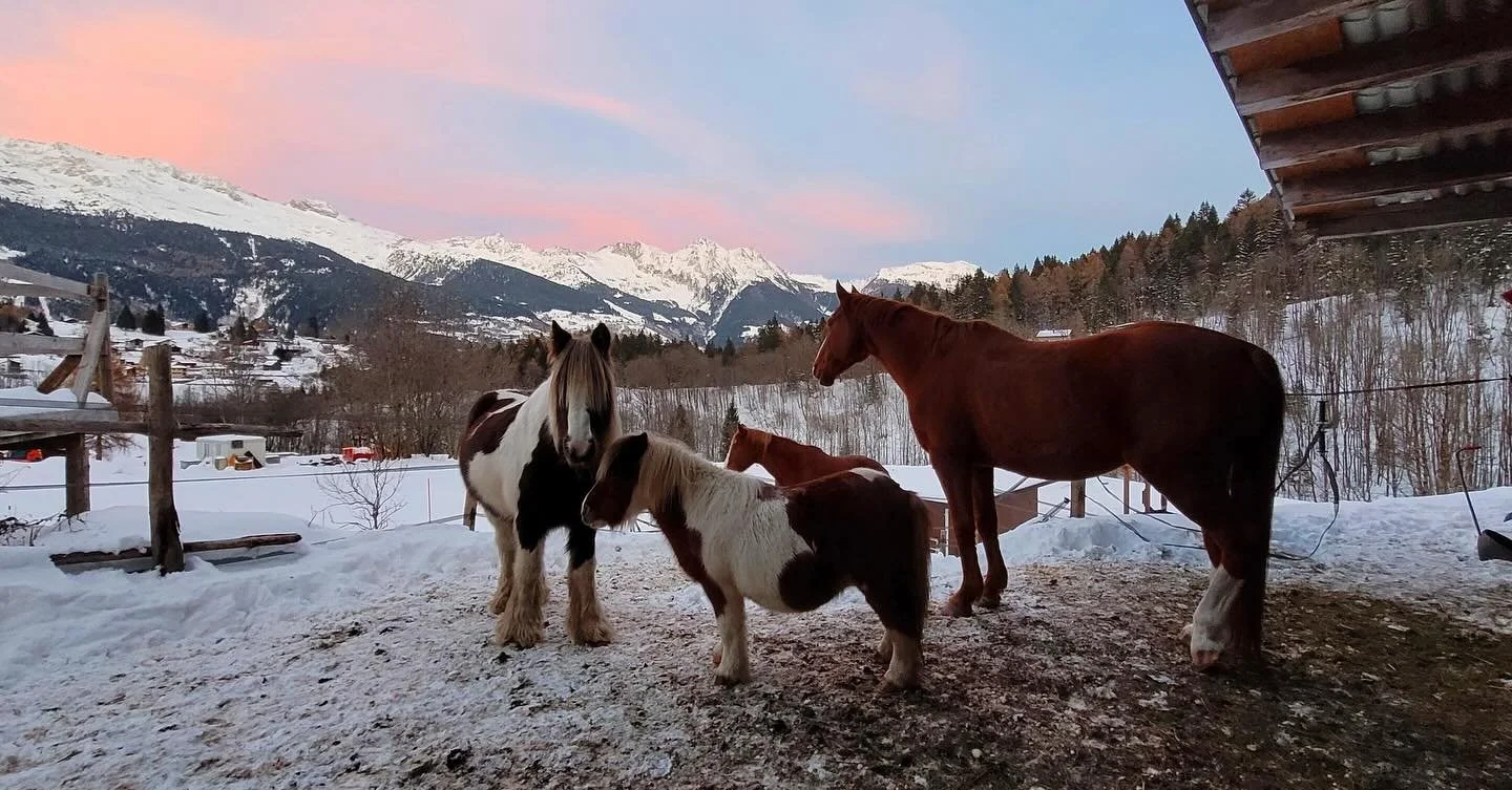 La magia dell&rsquo;inverno ❄️✨🐴
.
.
#horsewayboscobello #horses #winter #pinksky #branco #magicwinter #snow #snowflakes #paradise #mountains #swiss #dalpe #ticinoturismo #family #centro #gestionenaturale #free #gratefull