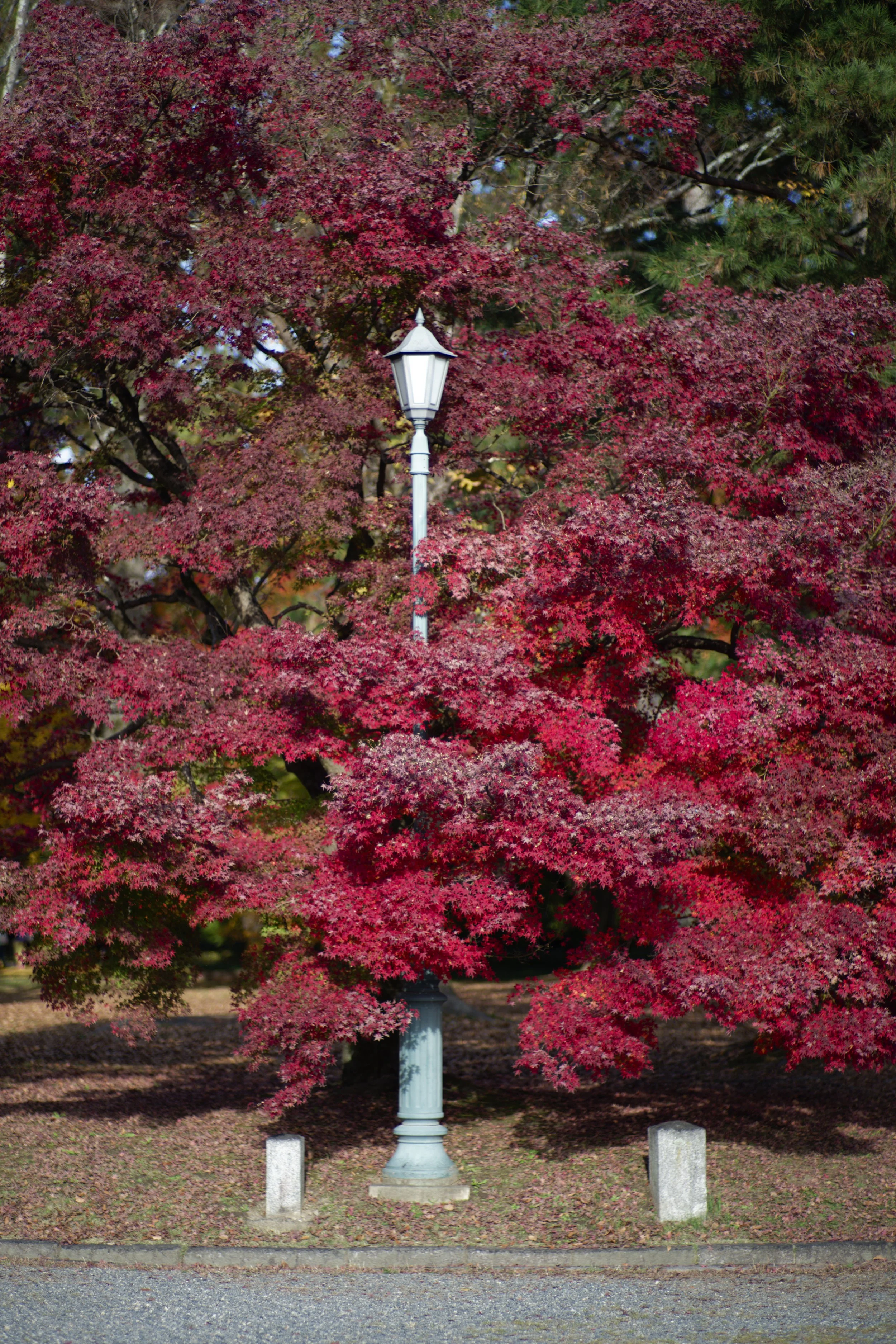 _A7R3445_DxO.jpg