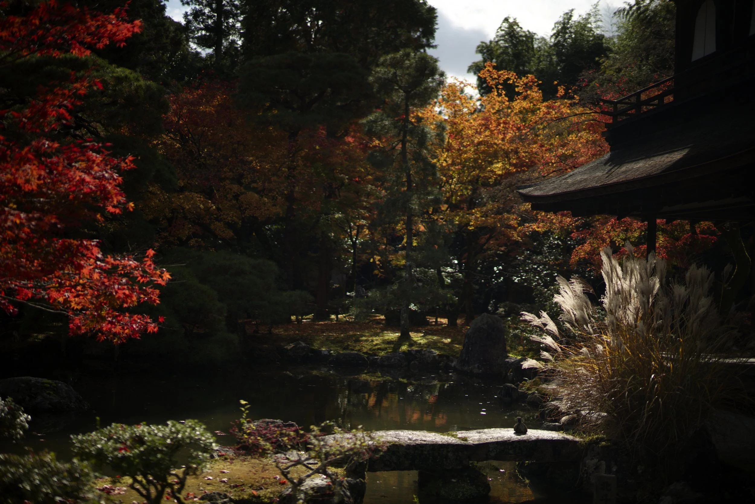 _A7R2946_DxO.jpg