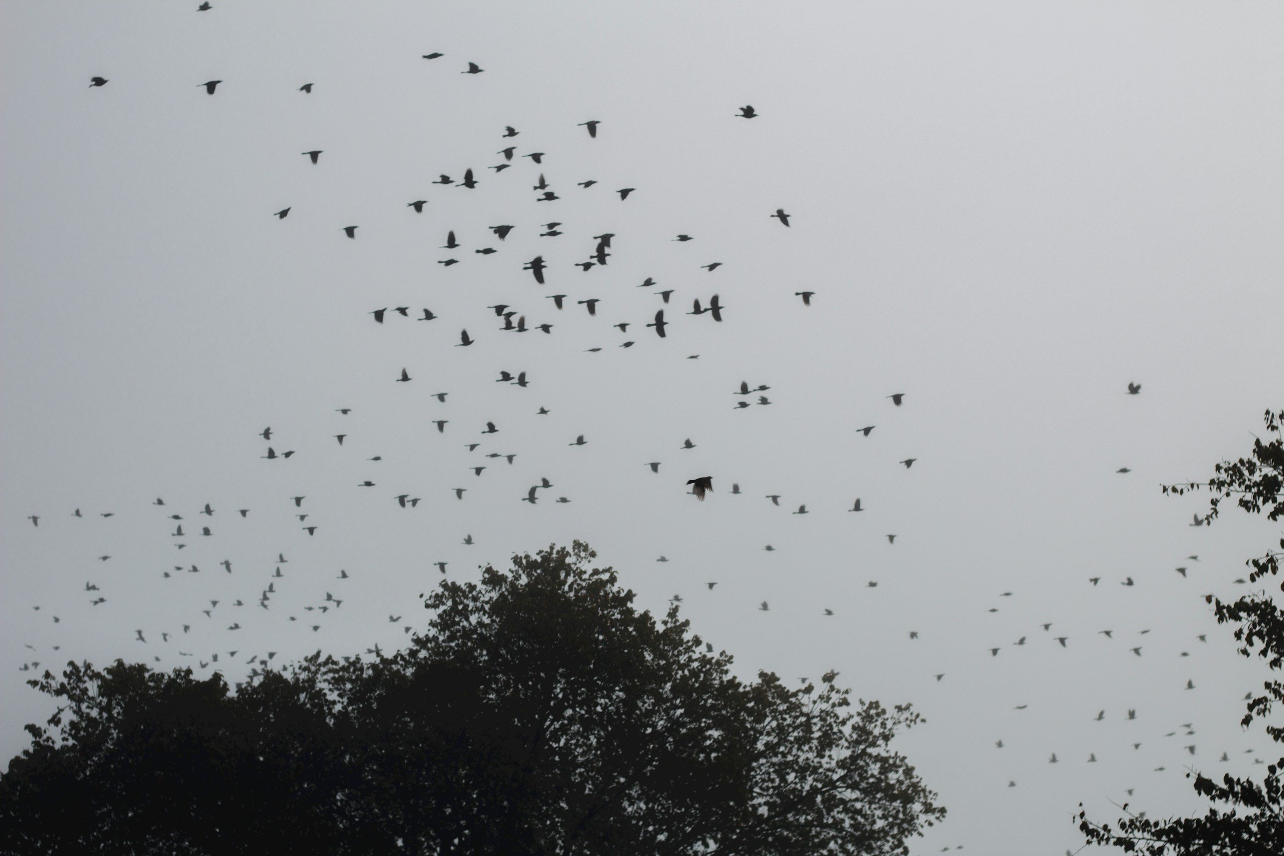 Seeking starlings
