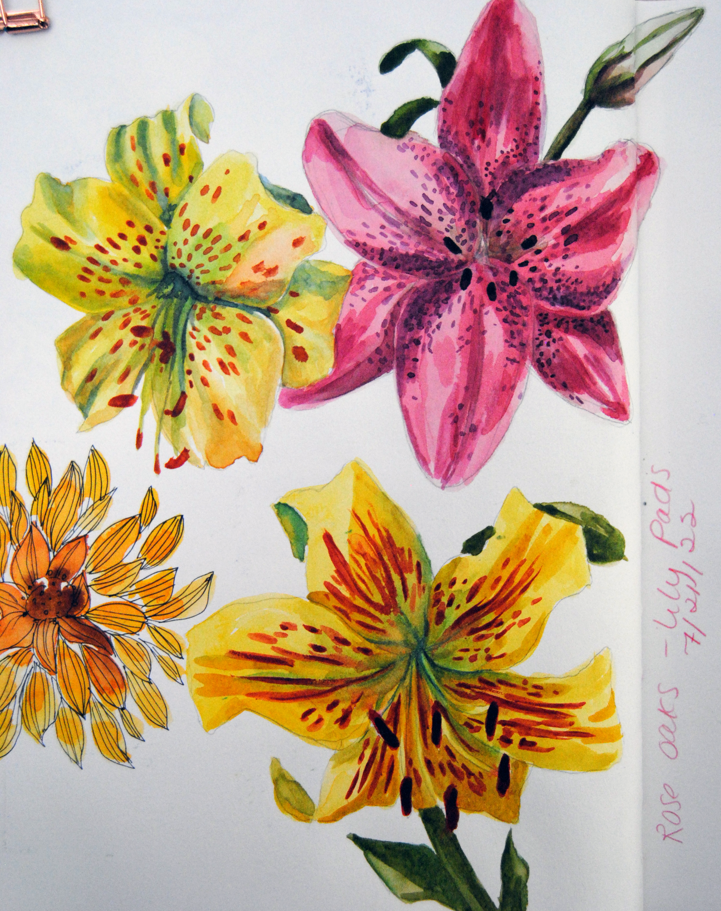 sketchbook page lillies.png