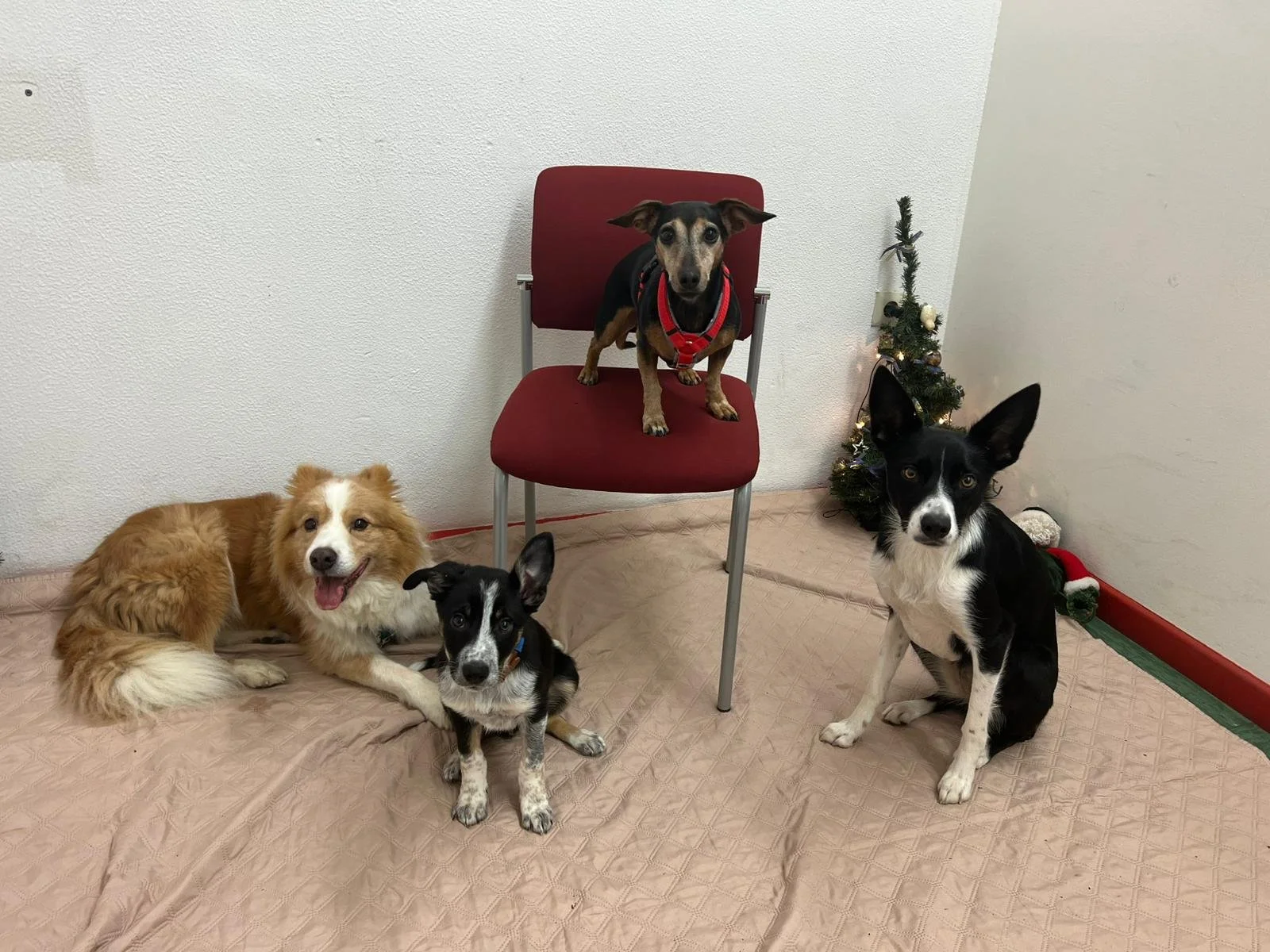 WhatsApp Image 2025-12-08 at 16.32.27.jpeg