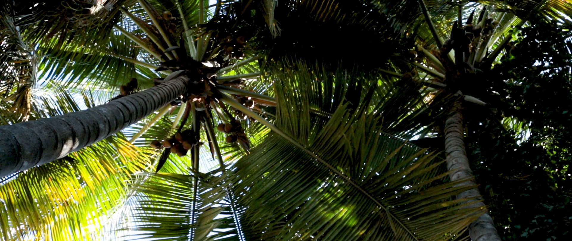 US and DR Comparison_v3.00_00_41_23.Still020.jpg