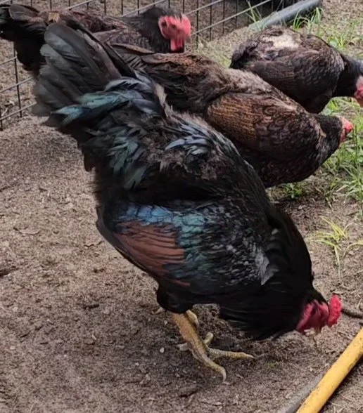 Dark Cornish Chicken