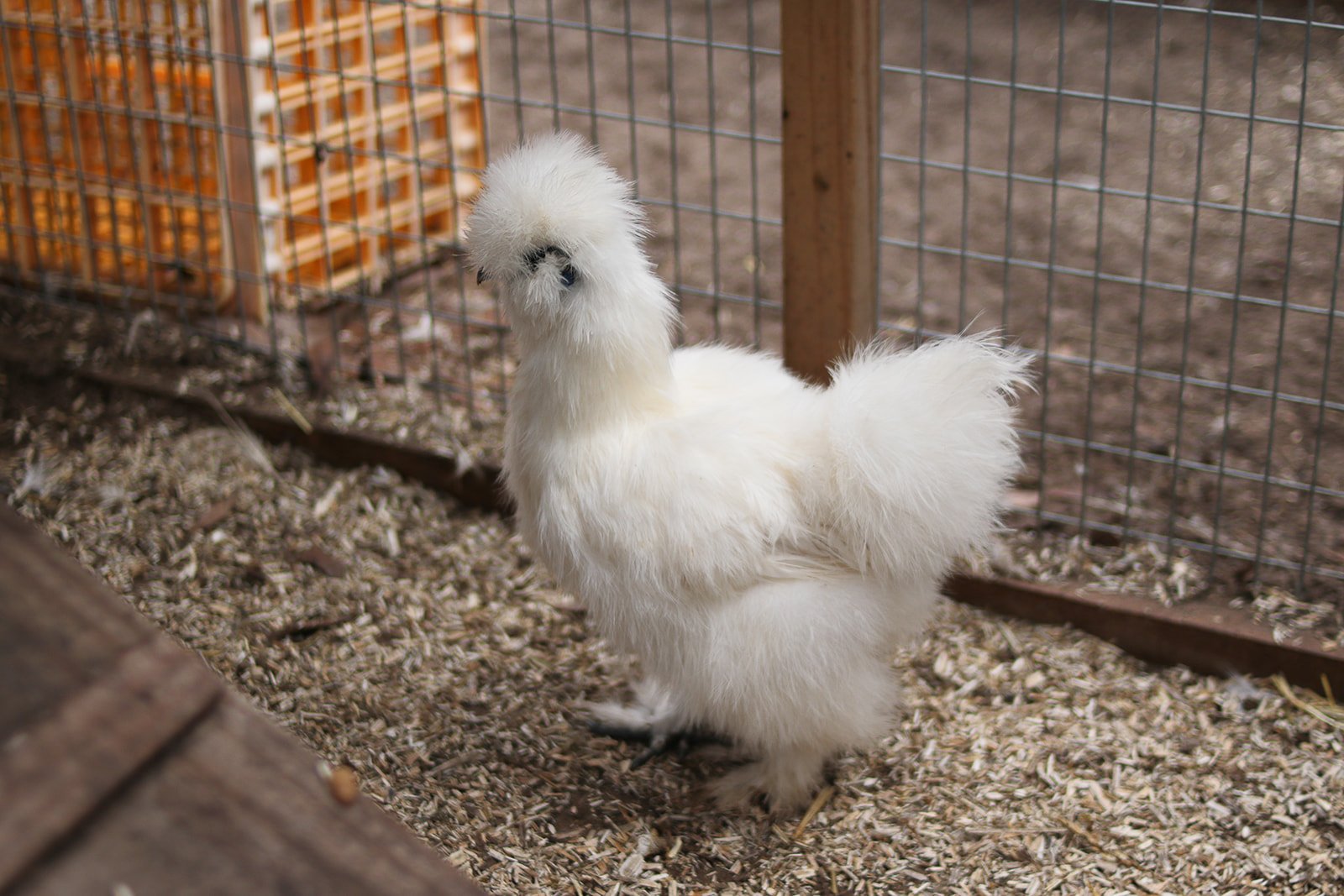 A white silkie chicken standing inside a wooden and wire enclosure with wood chips on the ground.