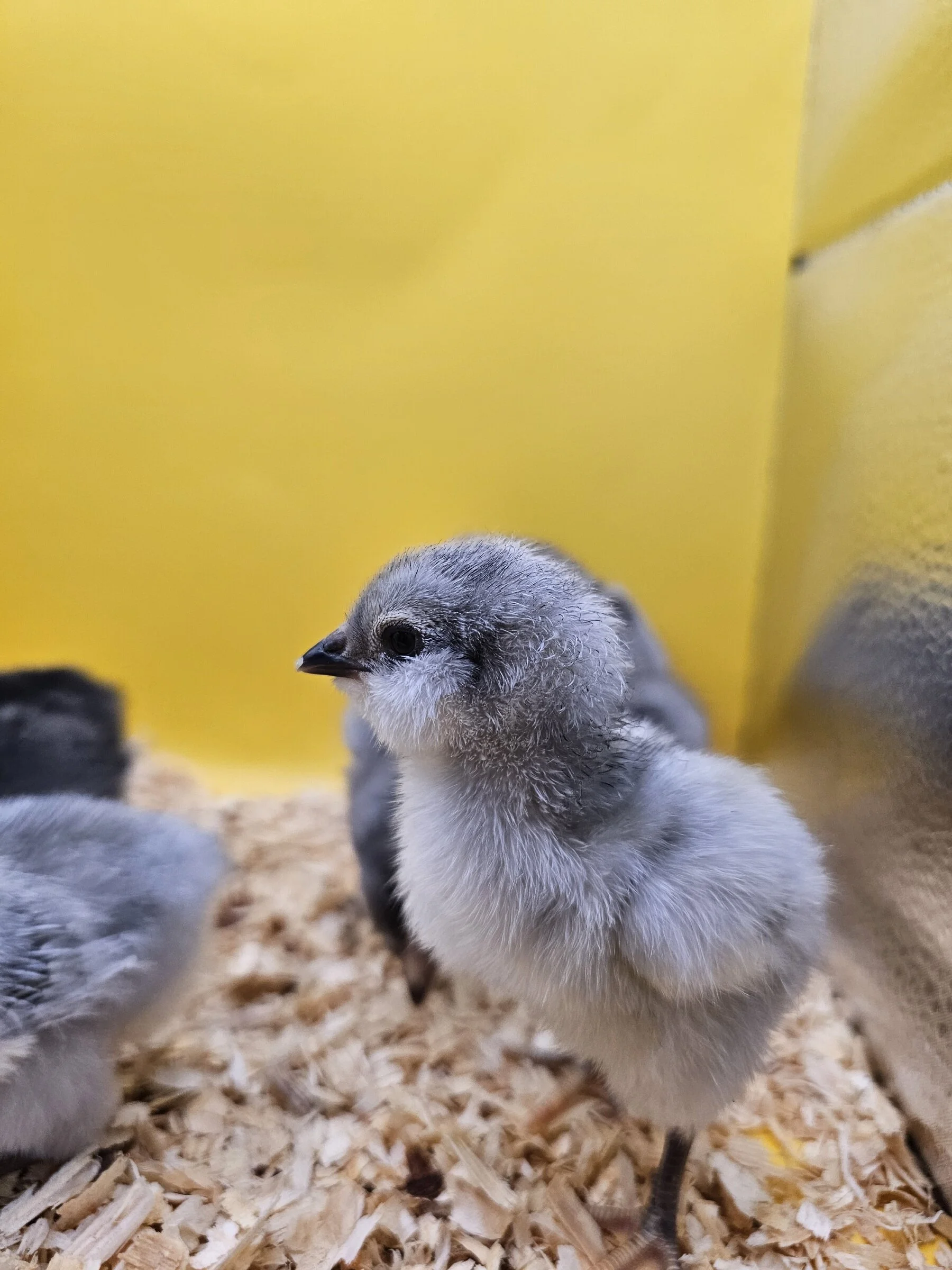 Young chick standing on bedding in a yellow enclosure.
