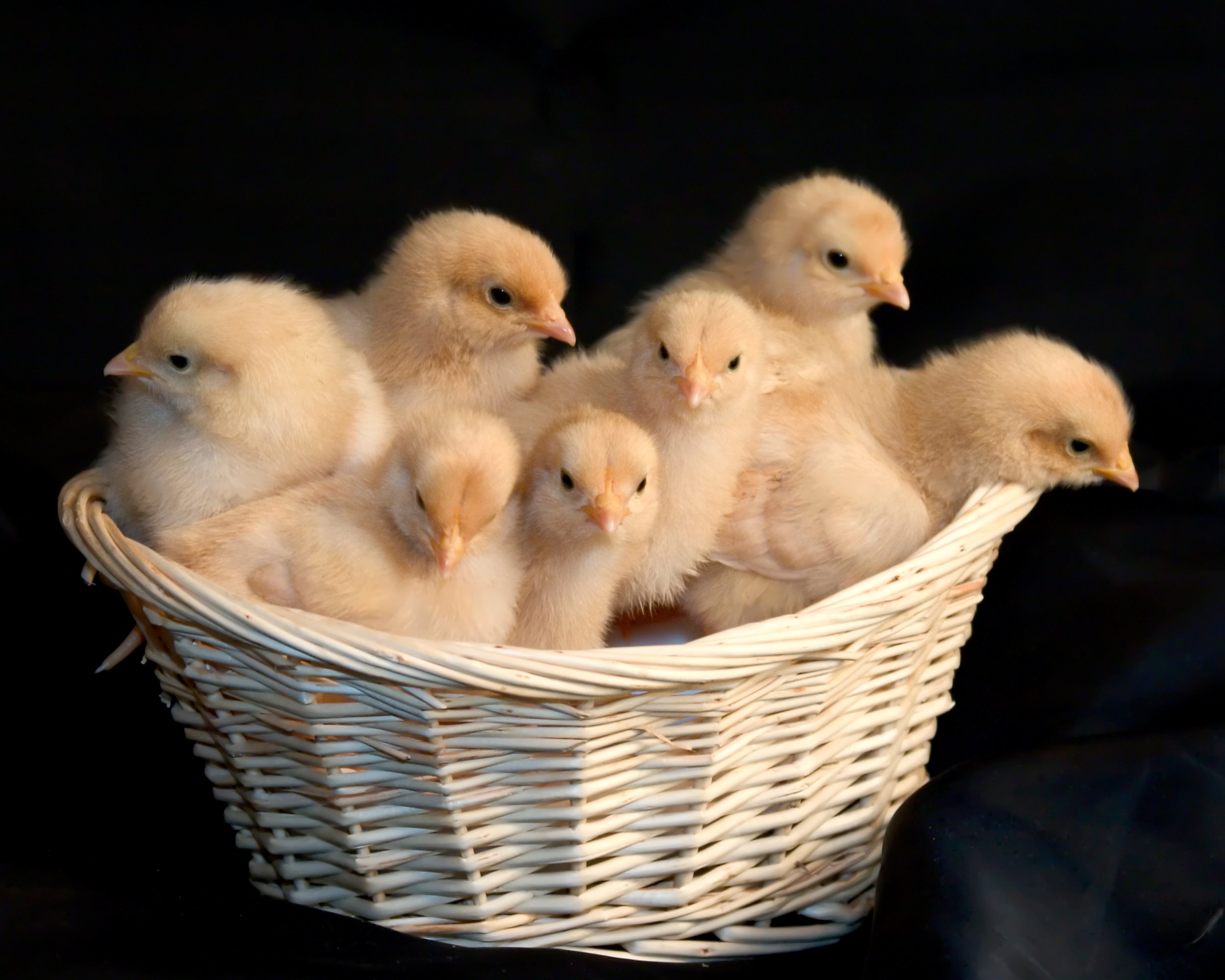 Buff Orpington Fertile Eggs