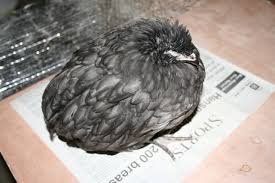 Coccidiosis in Chickens: The Pestilence that lives within