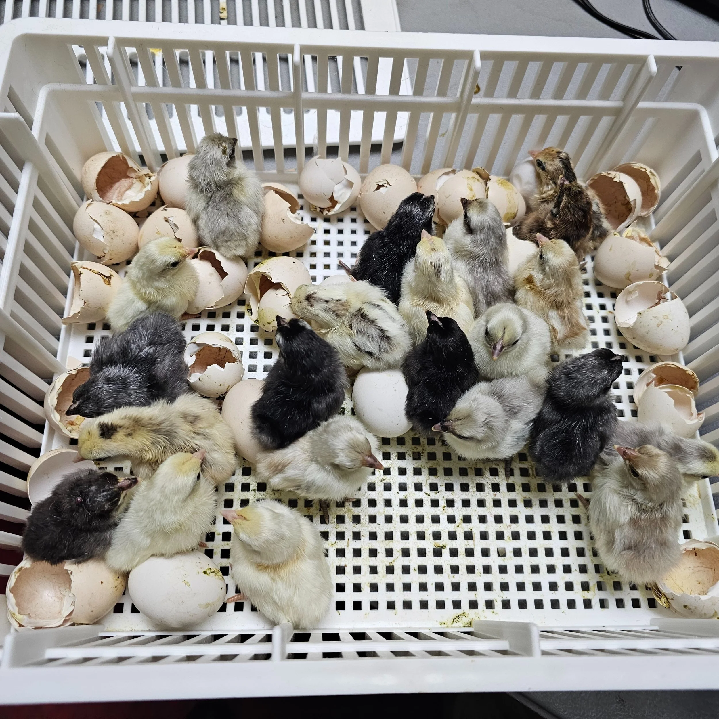 A white plastic crate containing baby chicks and broken eggshells.