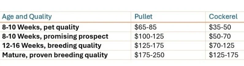 Table comparing age and quality of pullet and cockerel chickens at different stages, including 8-10 weeks, 12-16 weeks, and mature.