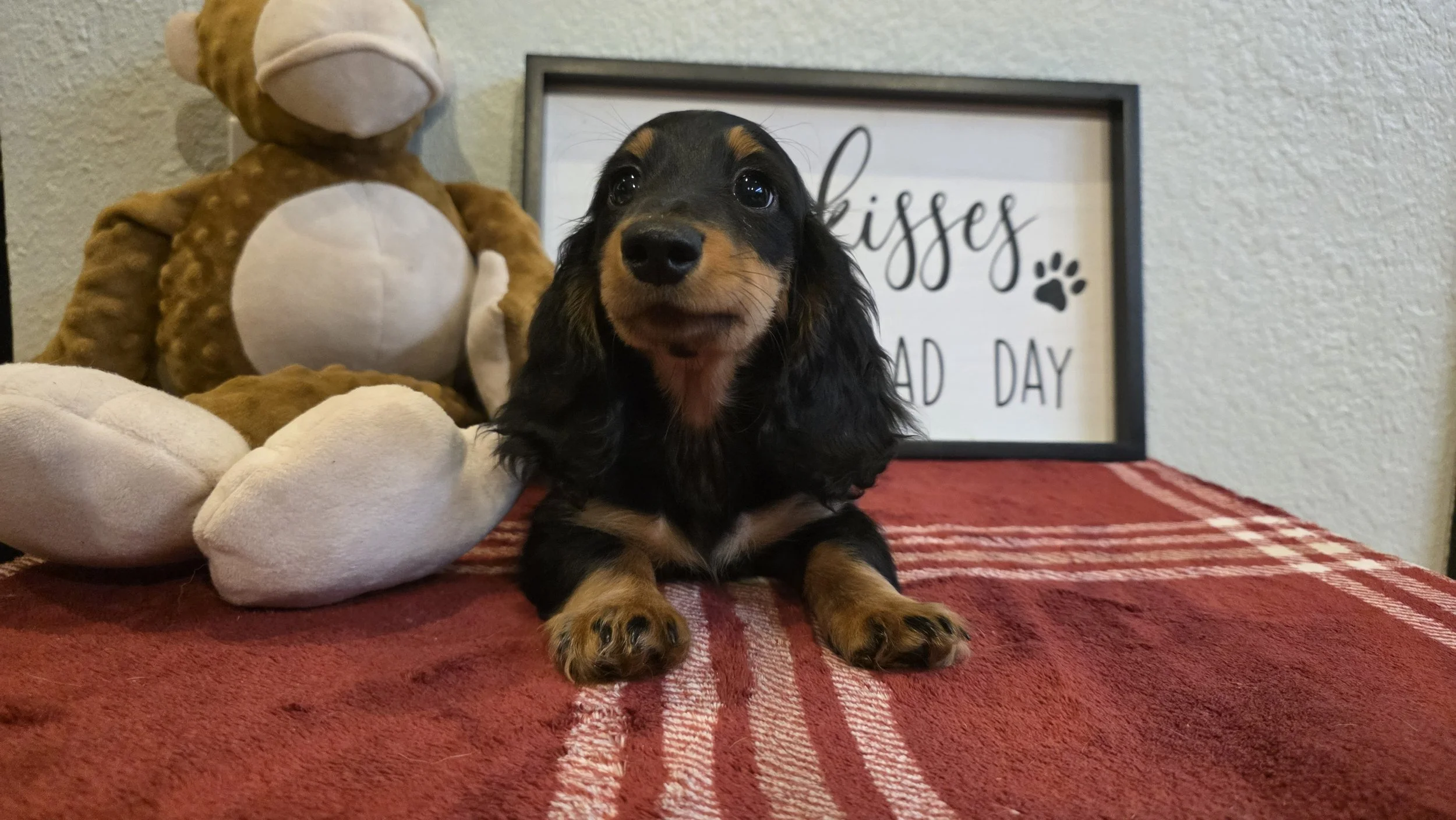 Puppy Giovanni (Gio) DEPOSIT ONLY   $4000 ✔ Small Size • ✔ European Lines • ✔ AKC Registered • ✔ Raised in Home Environment
