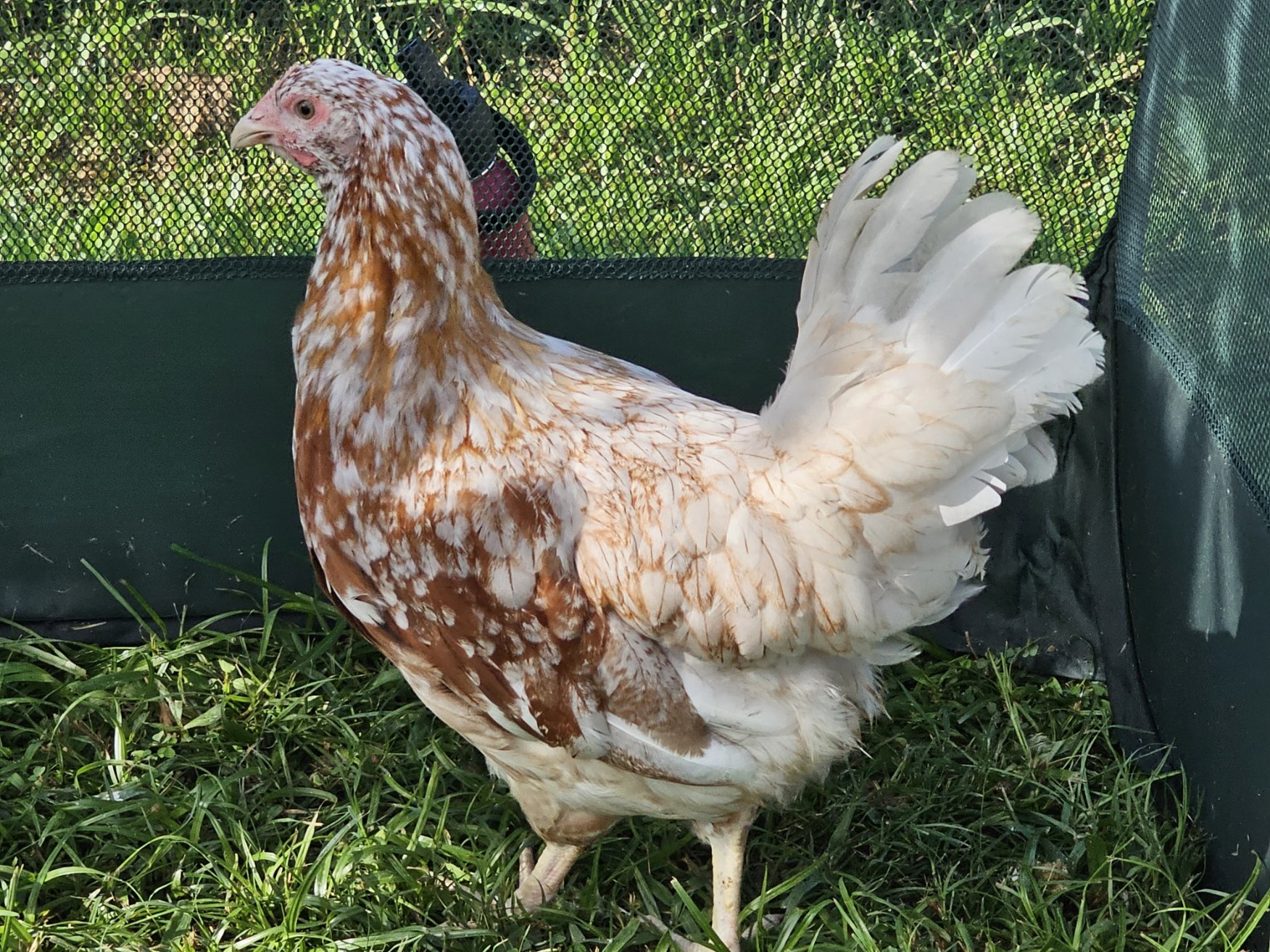A chicken with brown and white speckled feathers standing on grass inside a fenced enclosure.