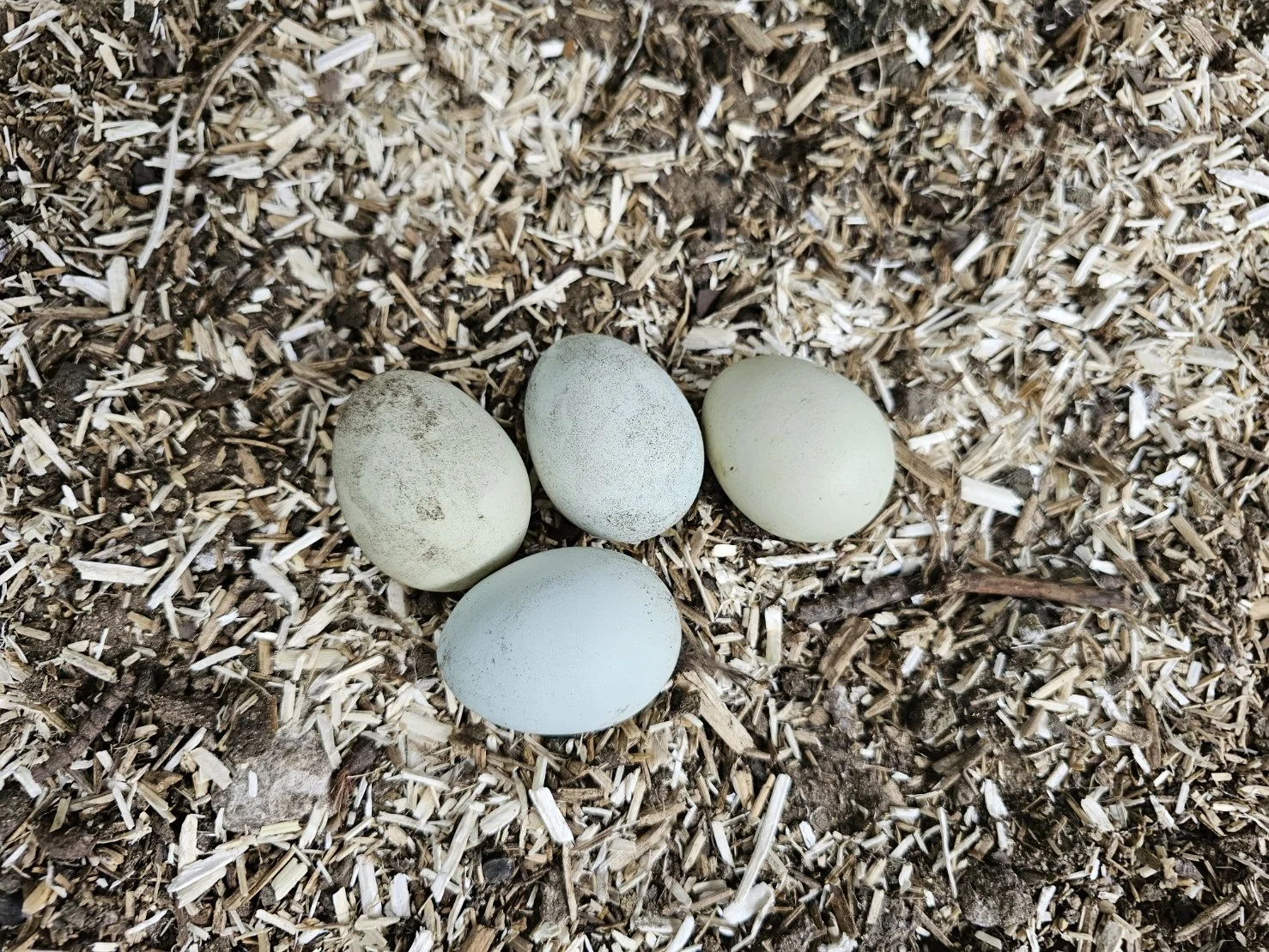 Four bird eggs of different shades of white and pale blue on wood chips.