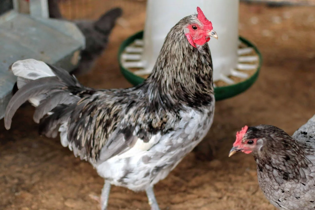 A hen standing on dirt with two chicks nearby in a farm setting.