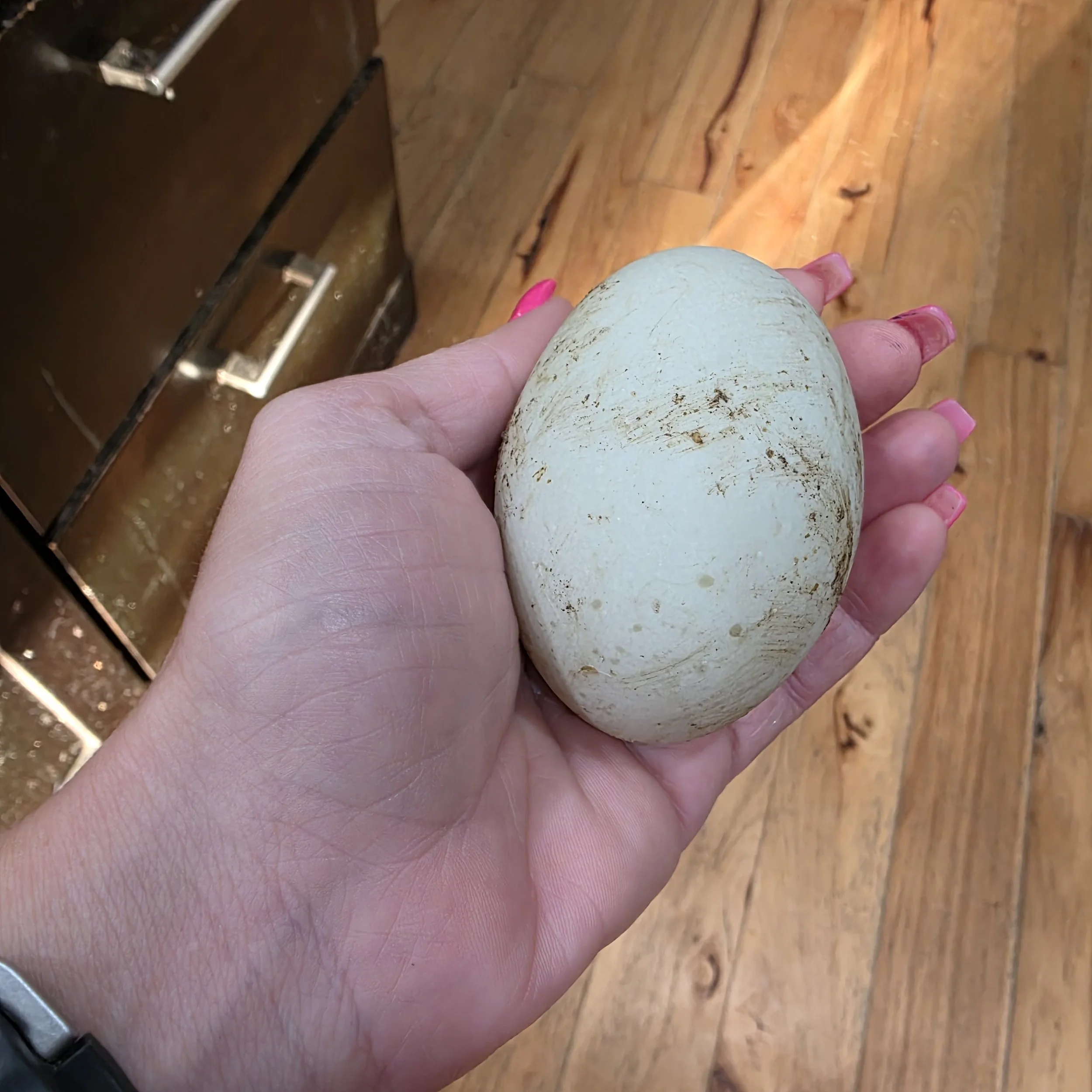 Ancona Duck (highly) Fertile Hatching Eggs - Available Now!