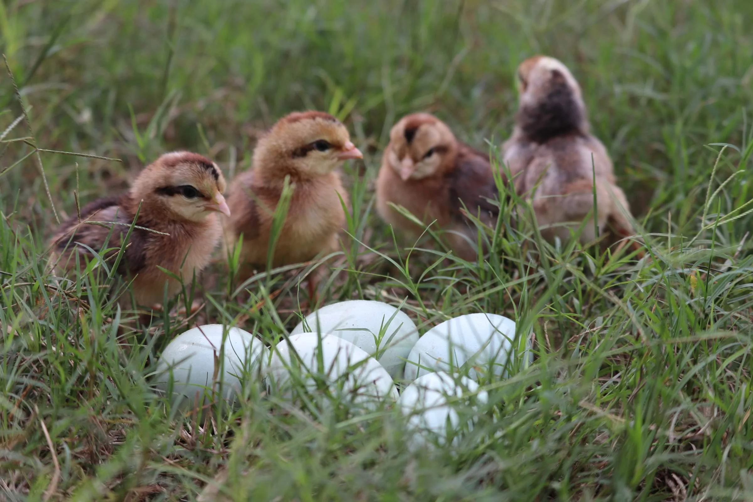 Four baby chicks standing in tall grass around several white eggs.