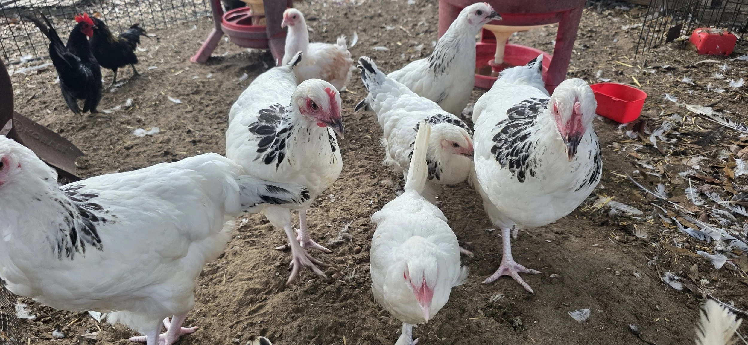 Coop Ready Hens