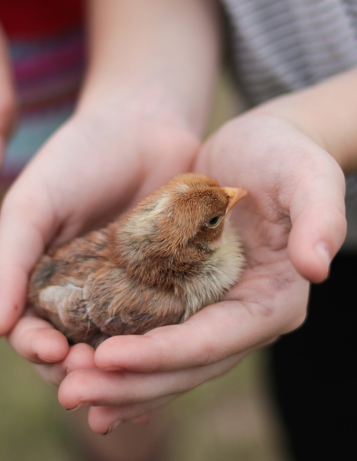 Person holding a small, fluffy brown baby chick in their hands.