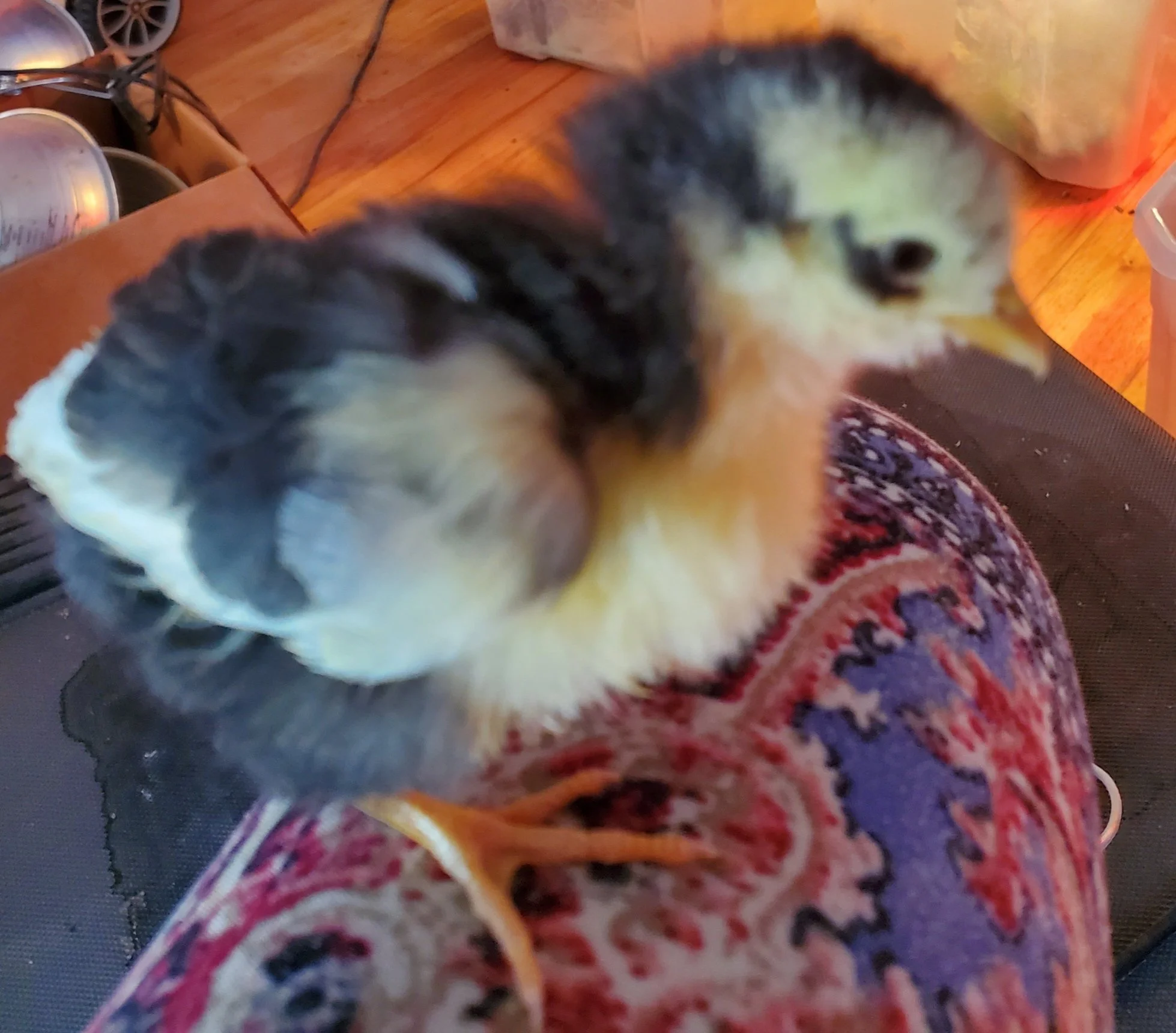 Close-up of a small, fluffy chick standing on a patterned surface with a wooden floor in the background.