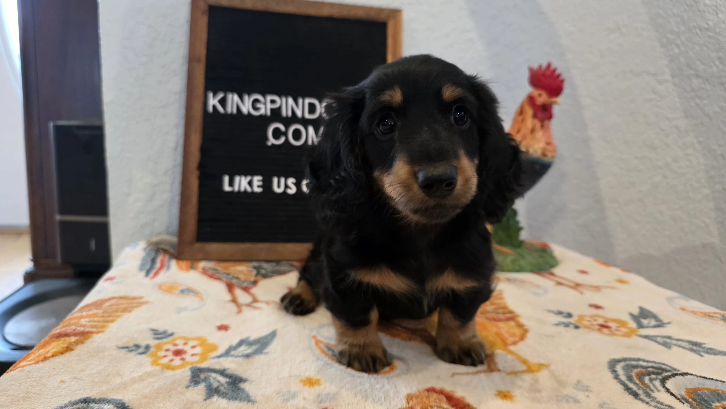 Puppy JUMANJI   DEPOSIT ONLY  CKC LIMITED $2800