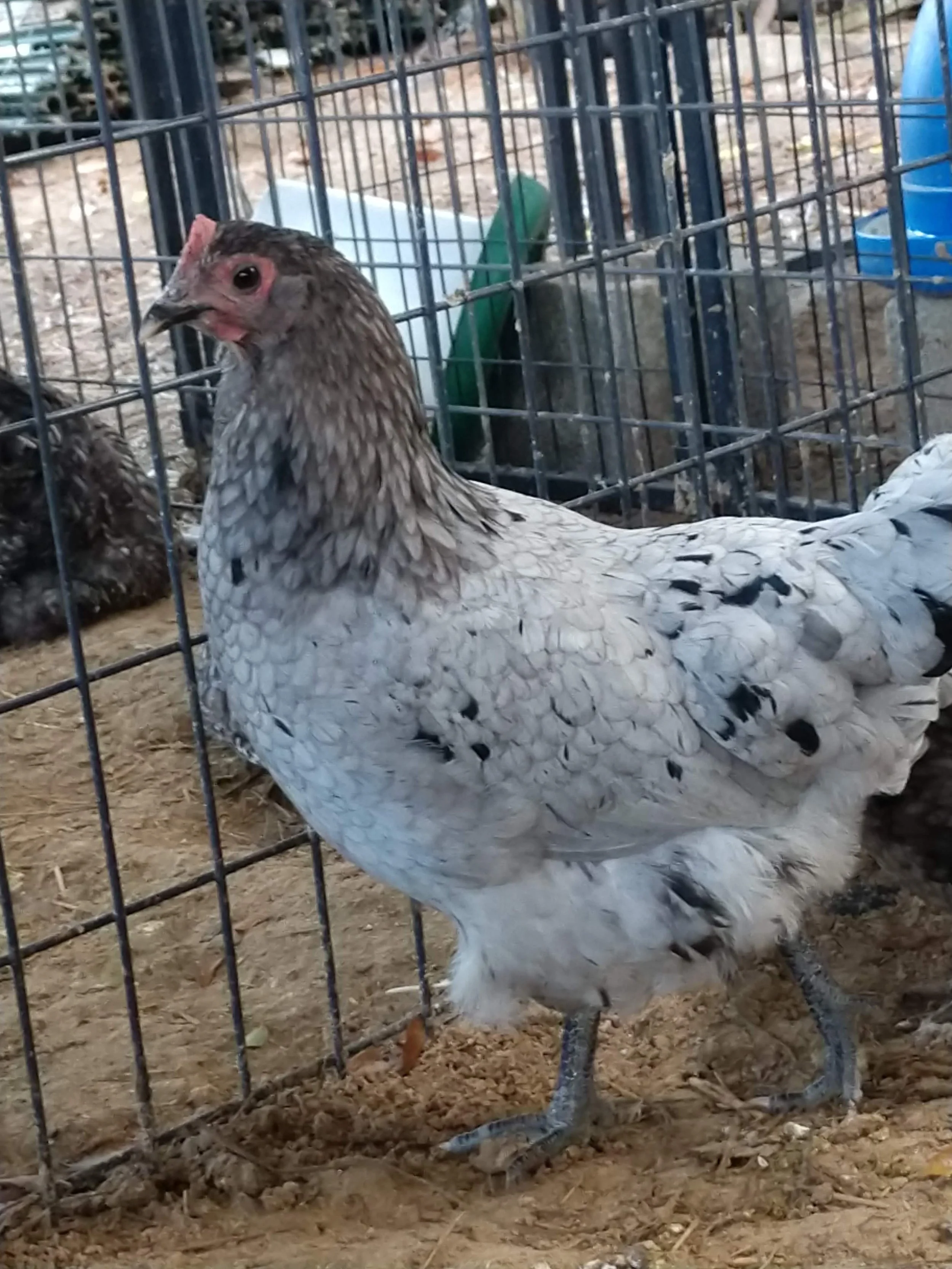 A light-colored chicken with layered feathers inside a wire cage on dirt ground.