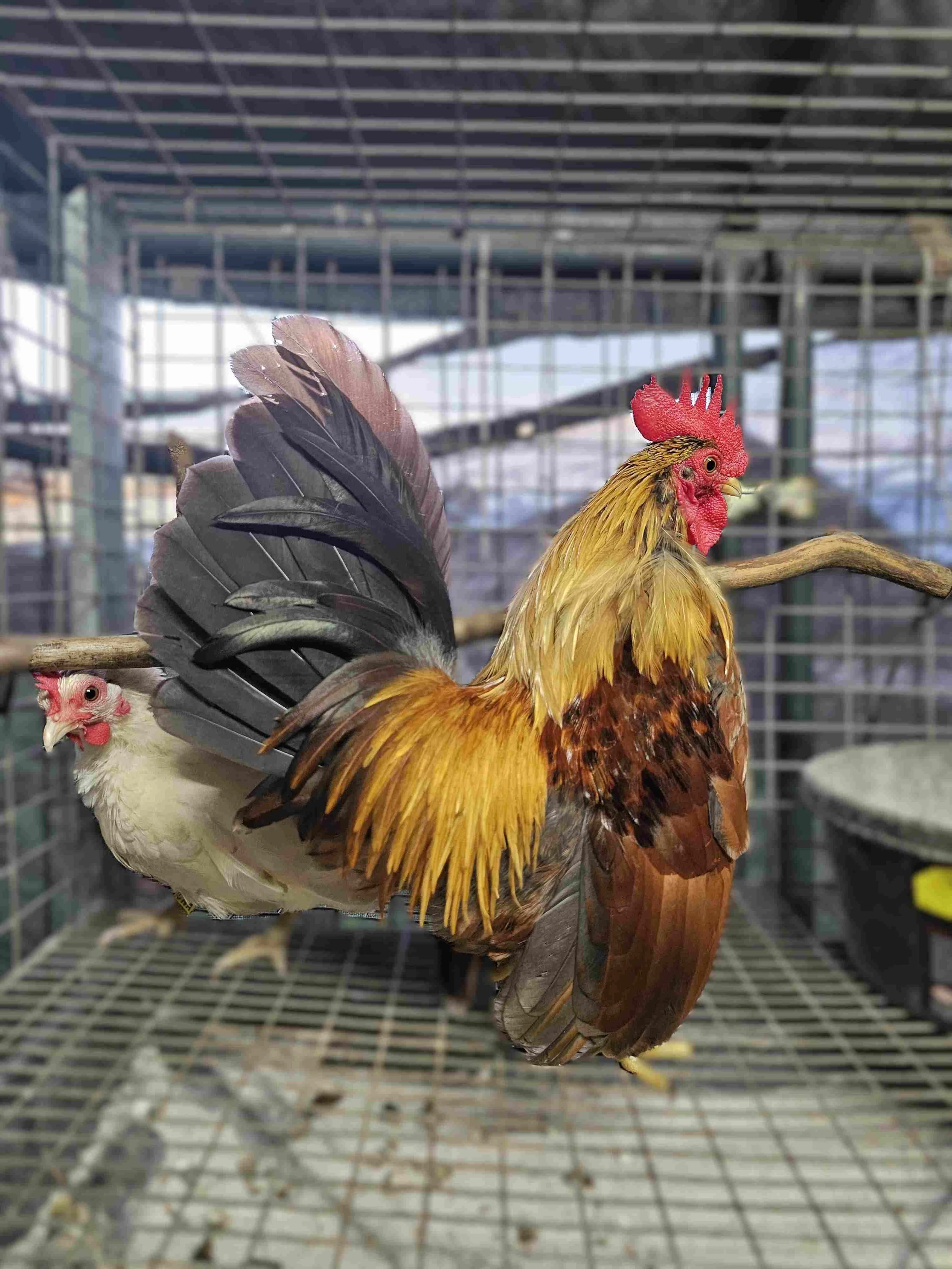 Colorful rooster perched on a wooden branch inside a wire cage