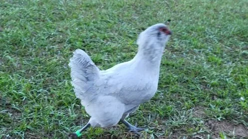 A white chicken with a red comb standing on grass.