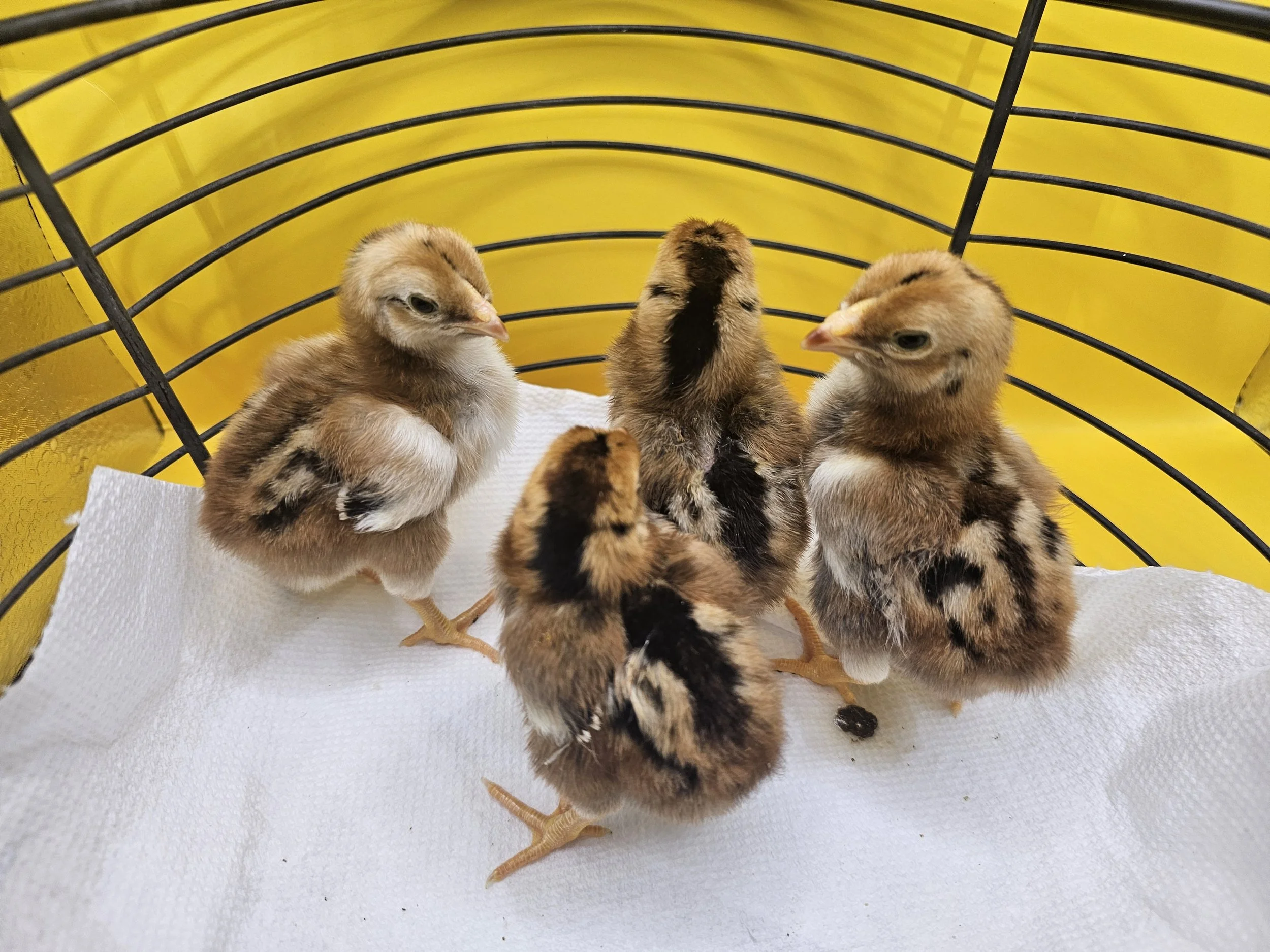 Five baby chicks inside a yellow cage on a white paper towel.