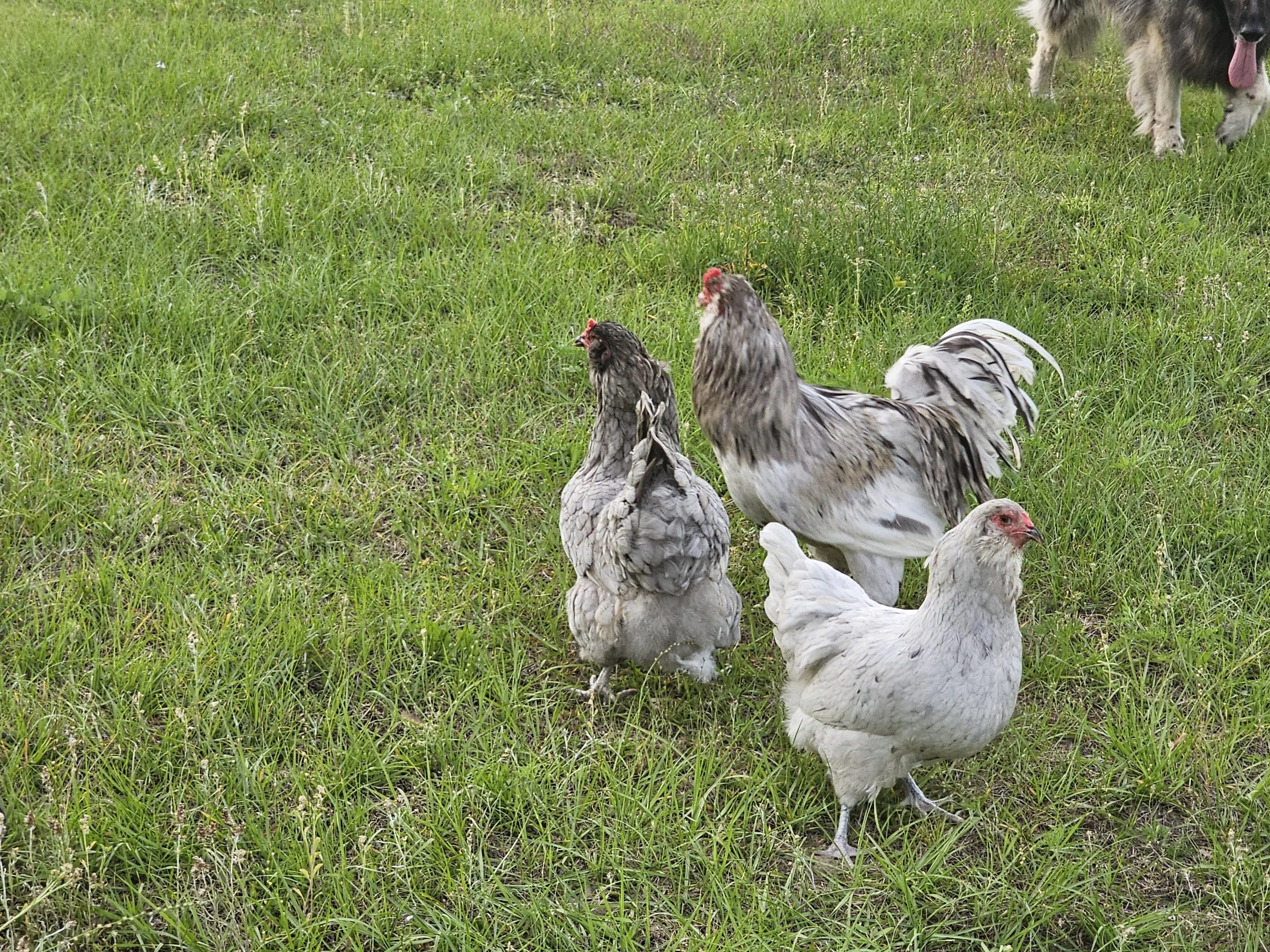 A group of chickens walking on a grassy field, with a dog in the background.