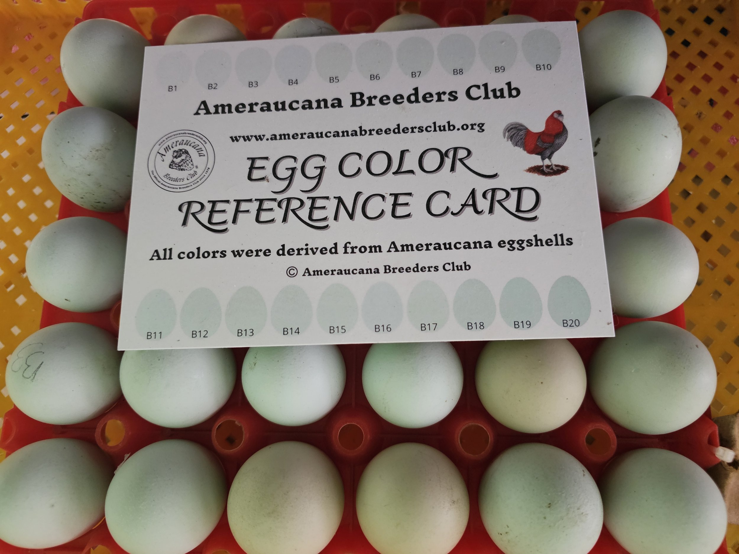 A dozen pale green eggs arranged in a red plastic egg carton, with a white card labeled "Egg Color Reference Card" from the Ameraucana Breeders Club placed on top of the eggs.