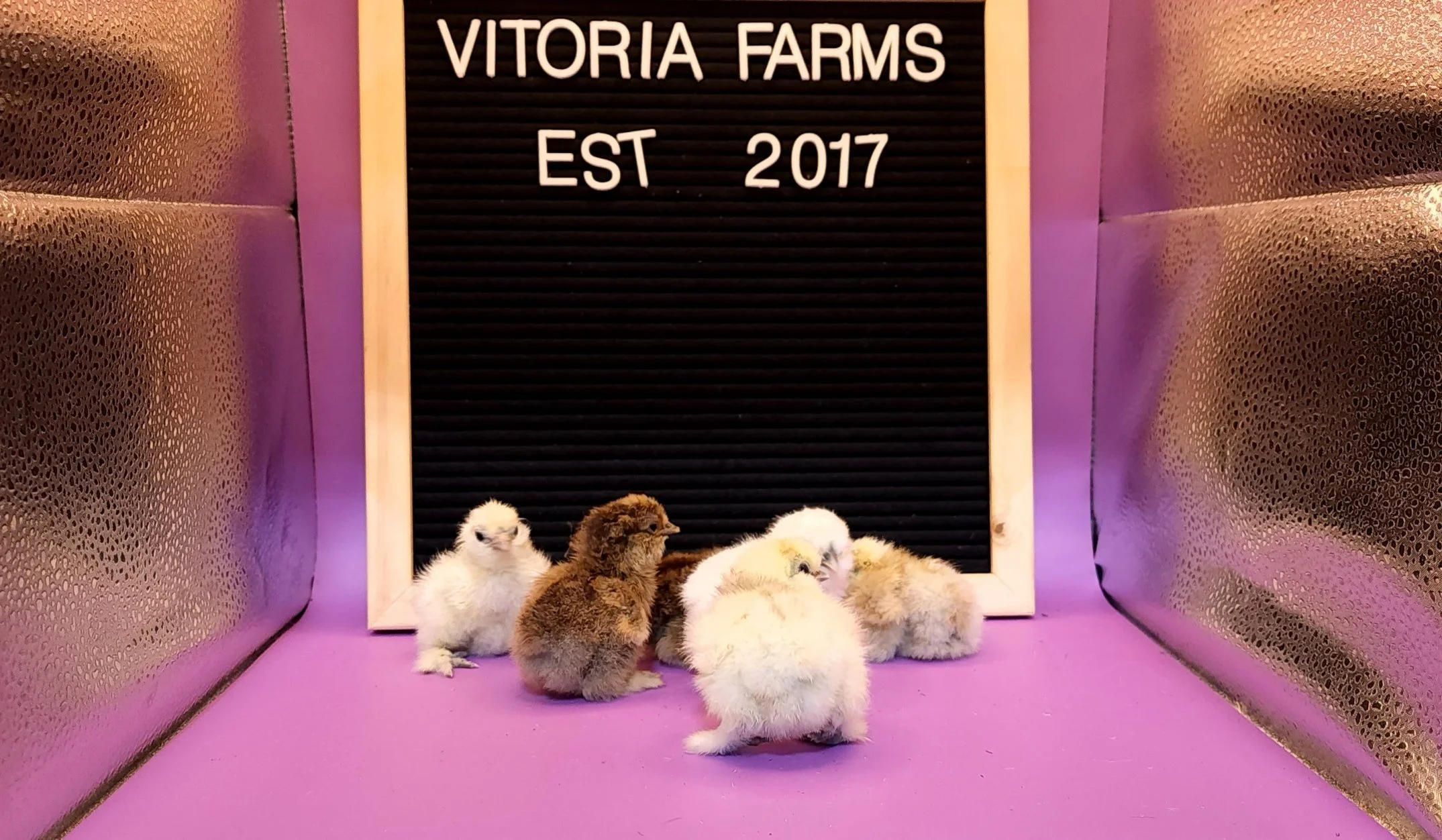 Six baby chicks sitting on a purple surface in front of a sign that says 'Vitoria Farms EST 2017'.