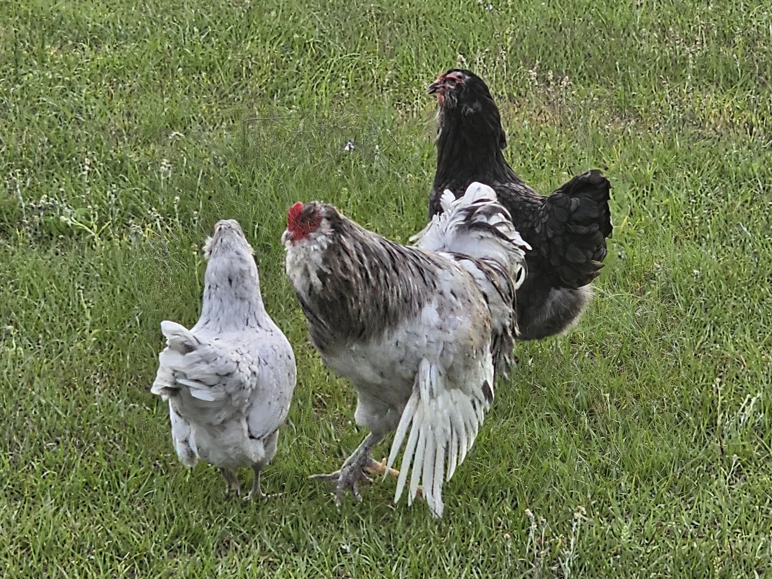 Group of hens on a grassy field, with one hen standing prominently.