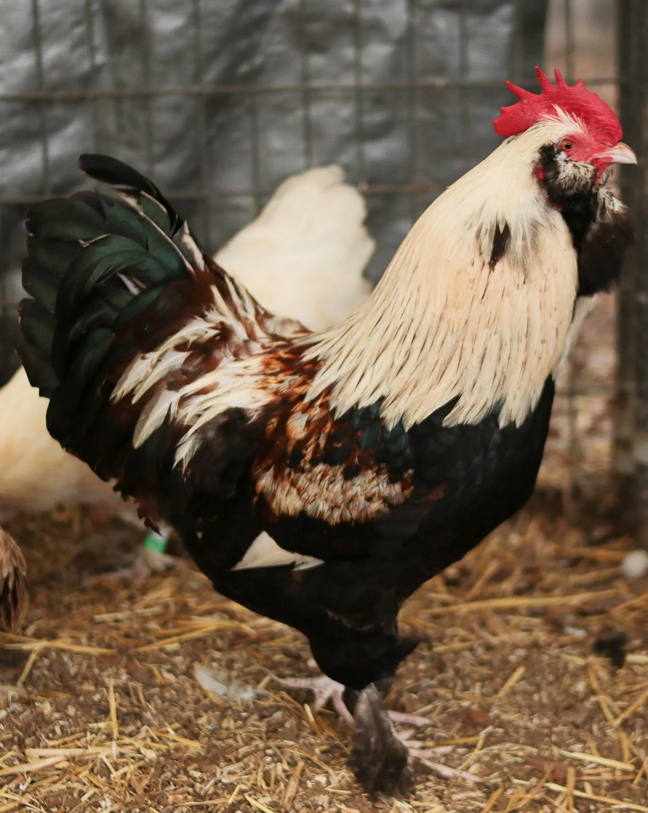 A rooster with tan, black, and green feathers standing on straw inside a wire enclosure.