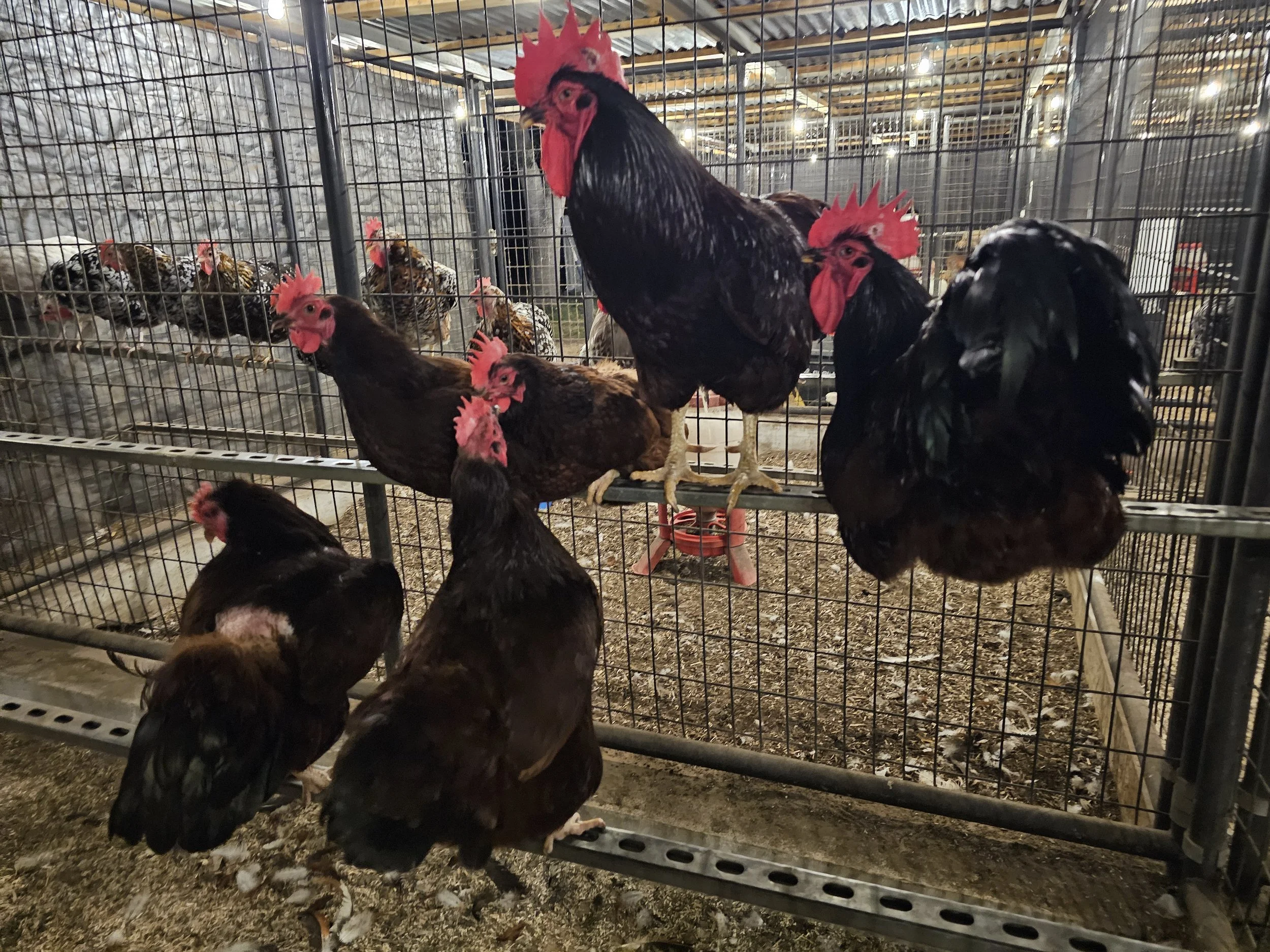Several chickens in a metal cage at a poultry farm, with some perched on the bars and others among bedding on the floor.